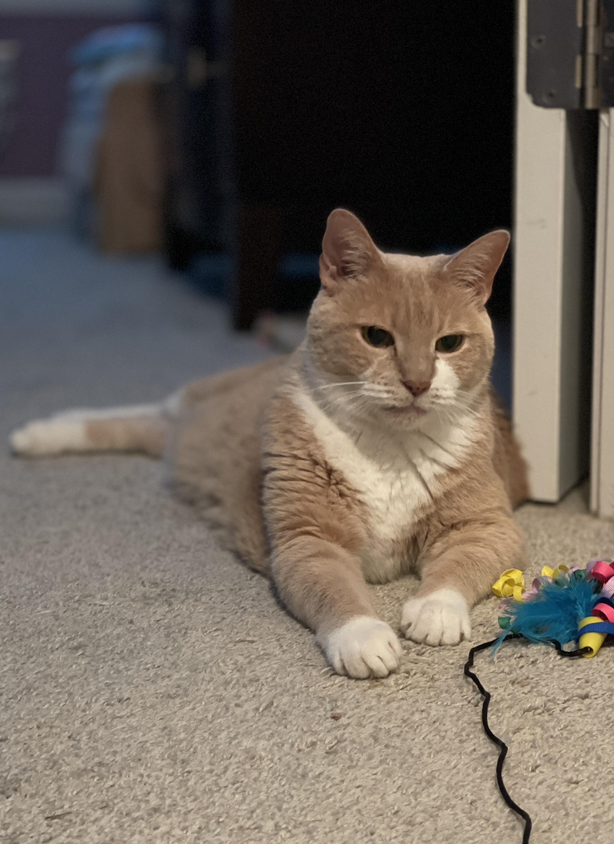TLC4Cats's image