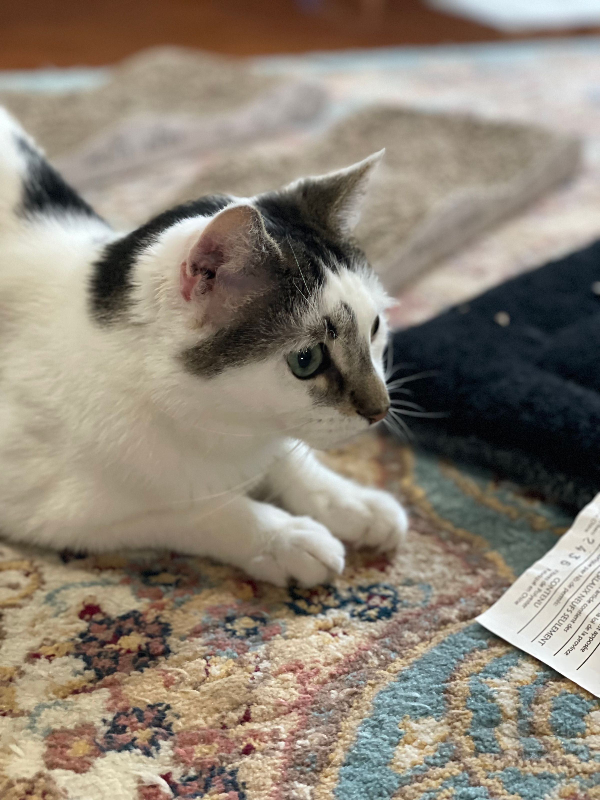 TLC4Cats's image
