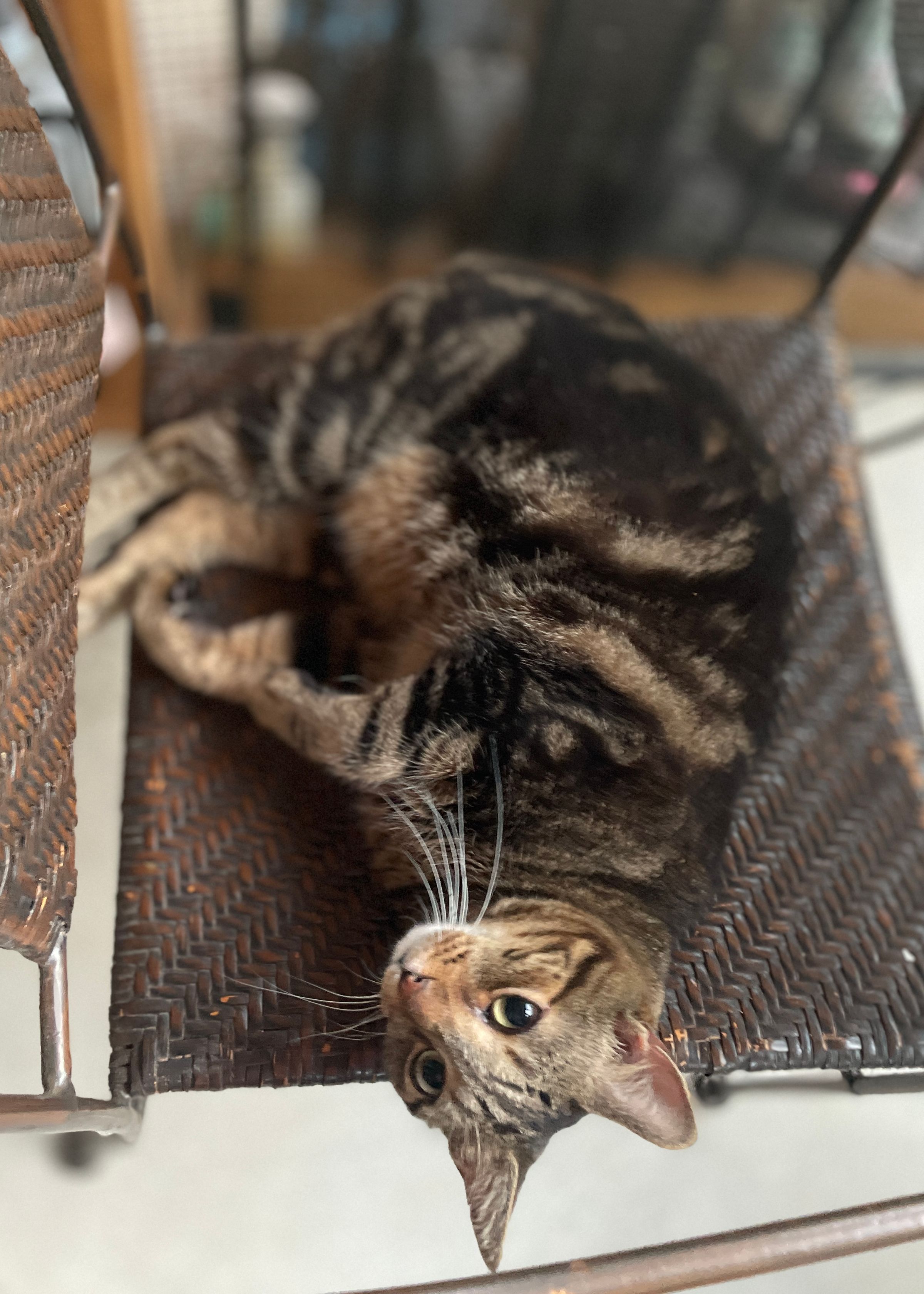 TLC4Cats's image