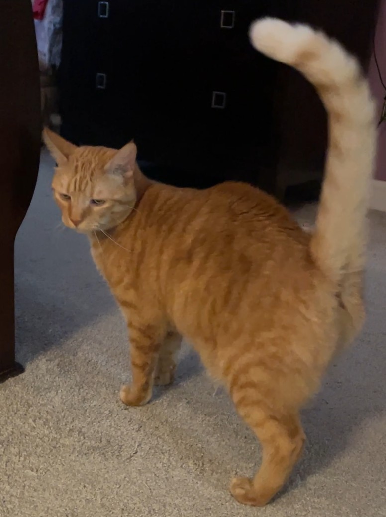 TLC4Cats's image