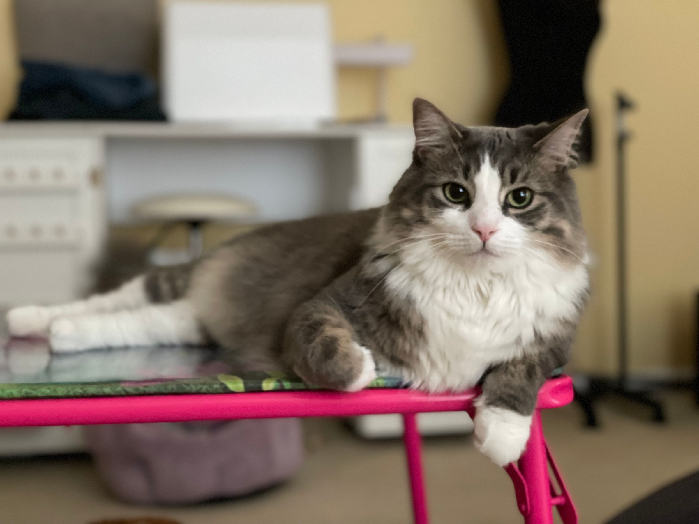 TLC4Cats's image