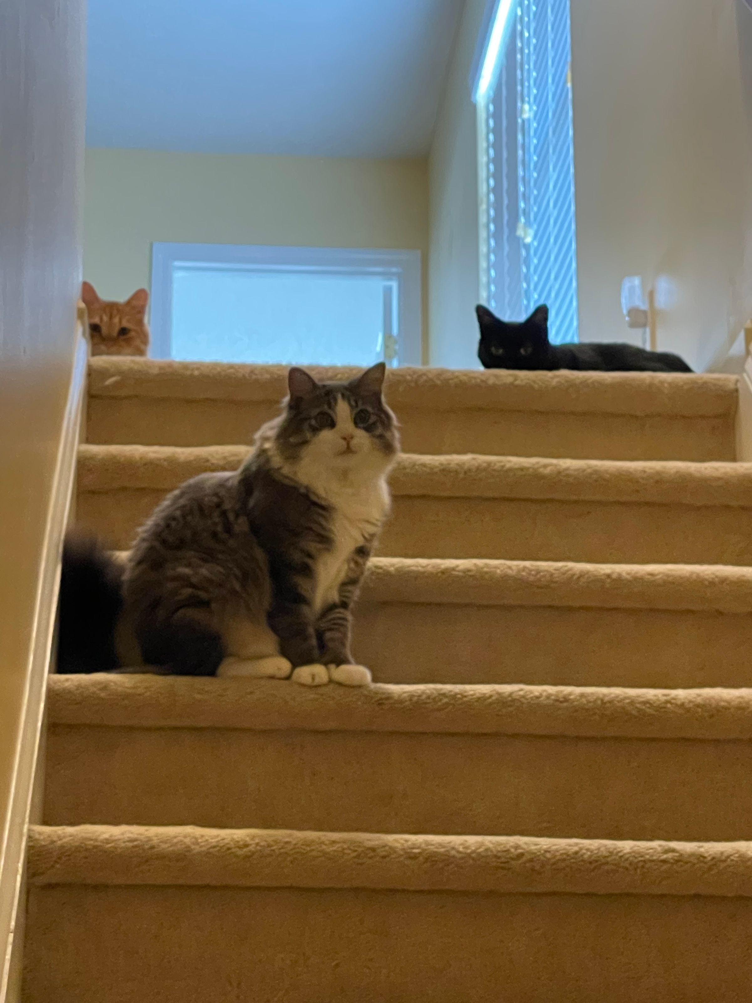 TLC4Cats's image