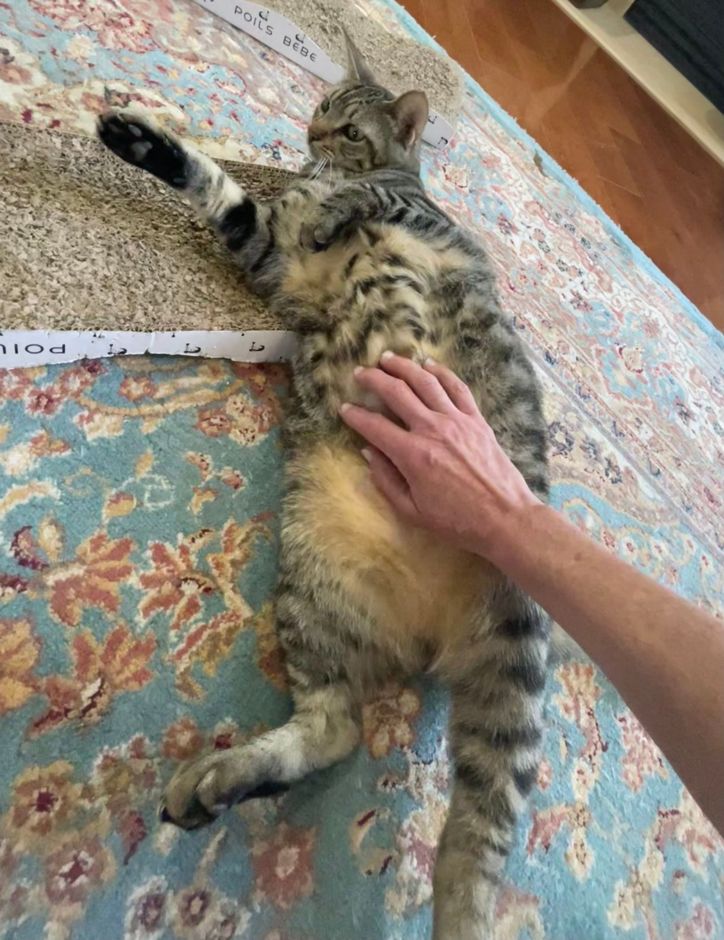 TLC4Cats's image
