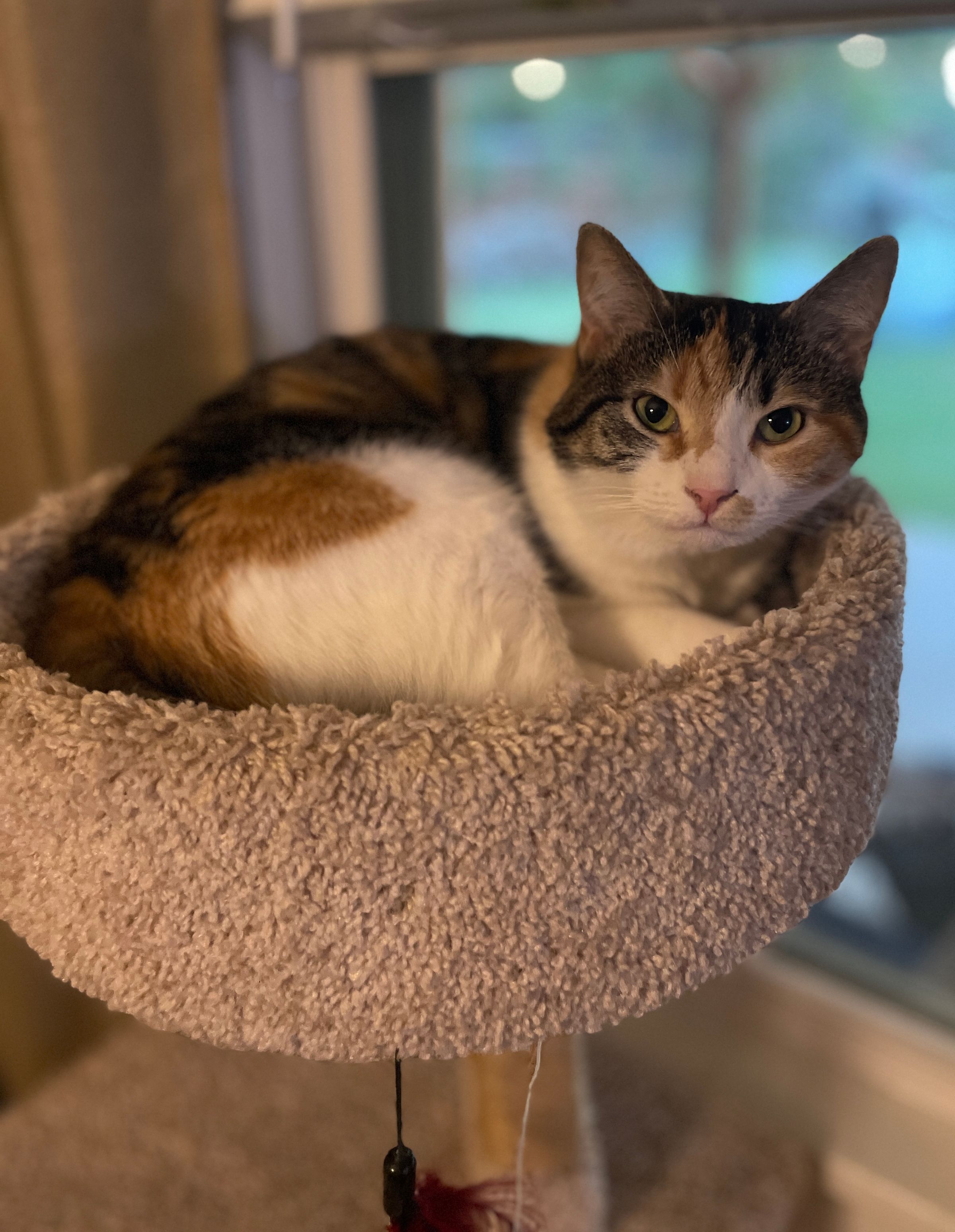 TLC4Cats's image