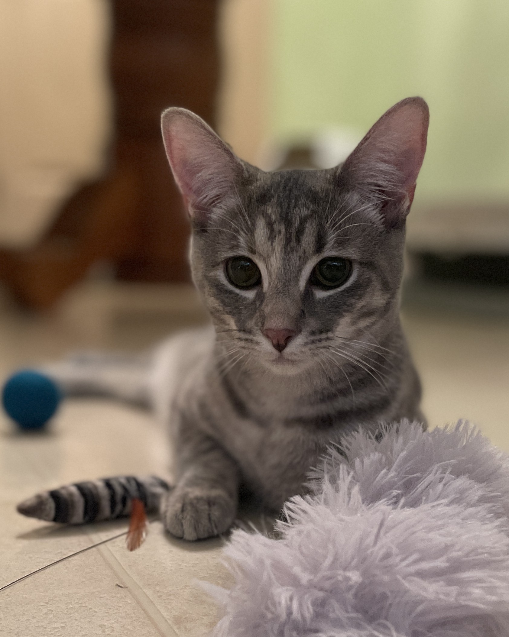TLC4Cats's image