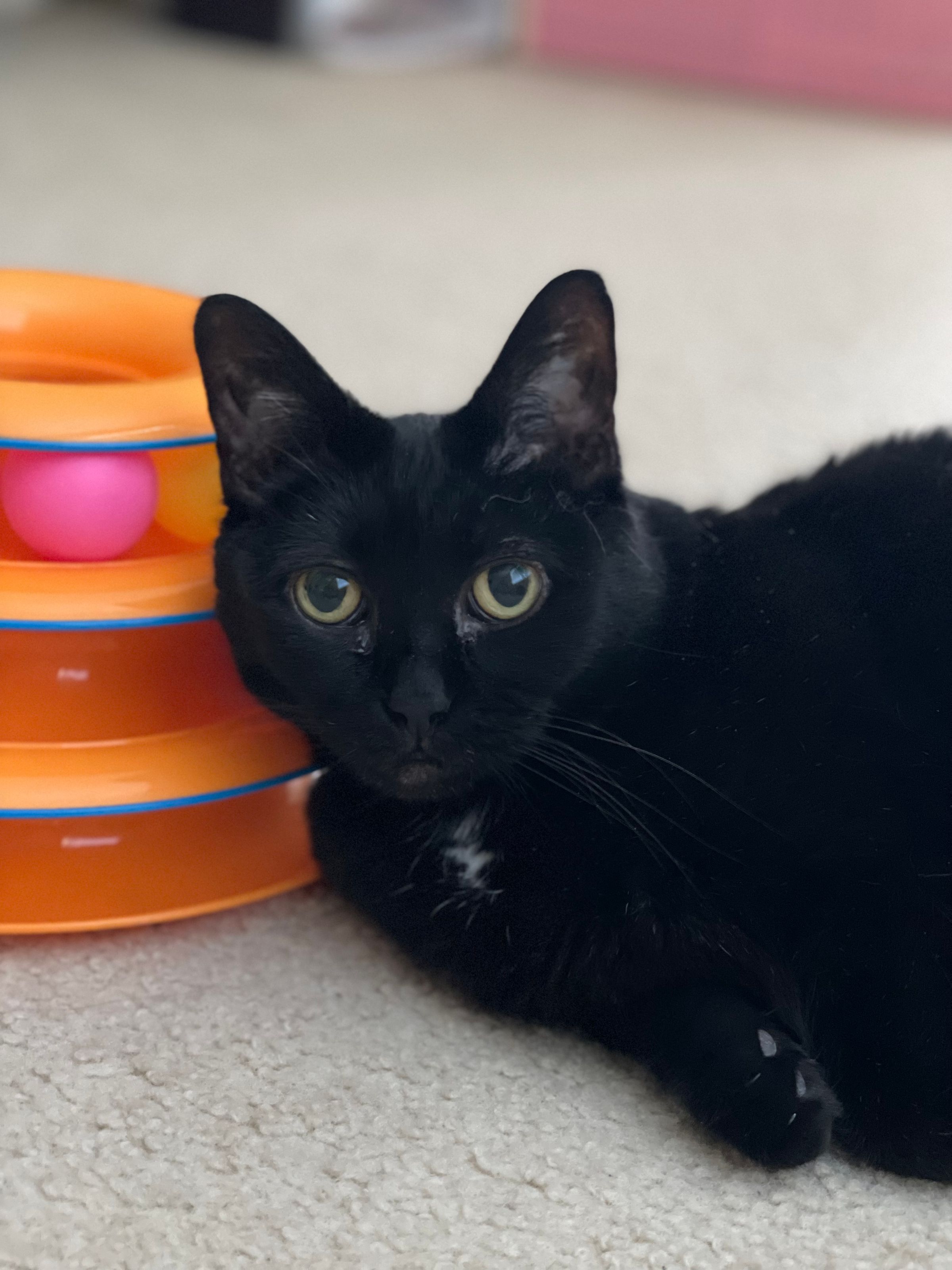 TLC4Cats's image