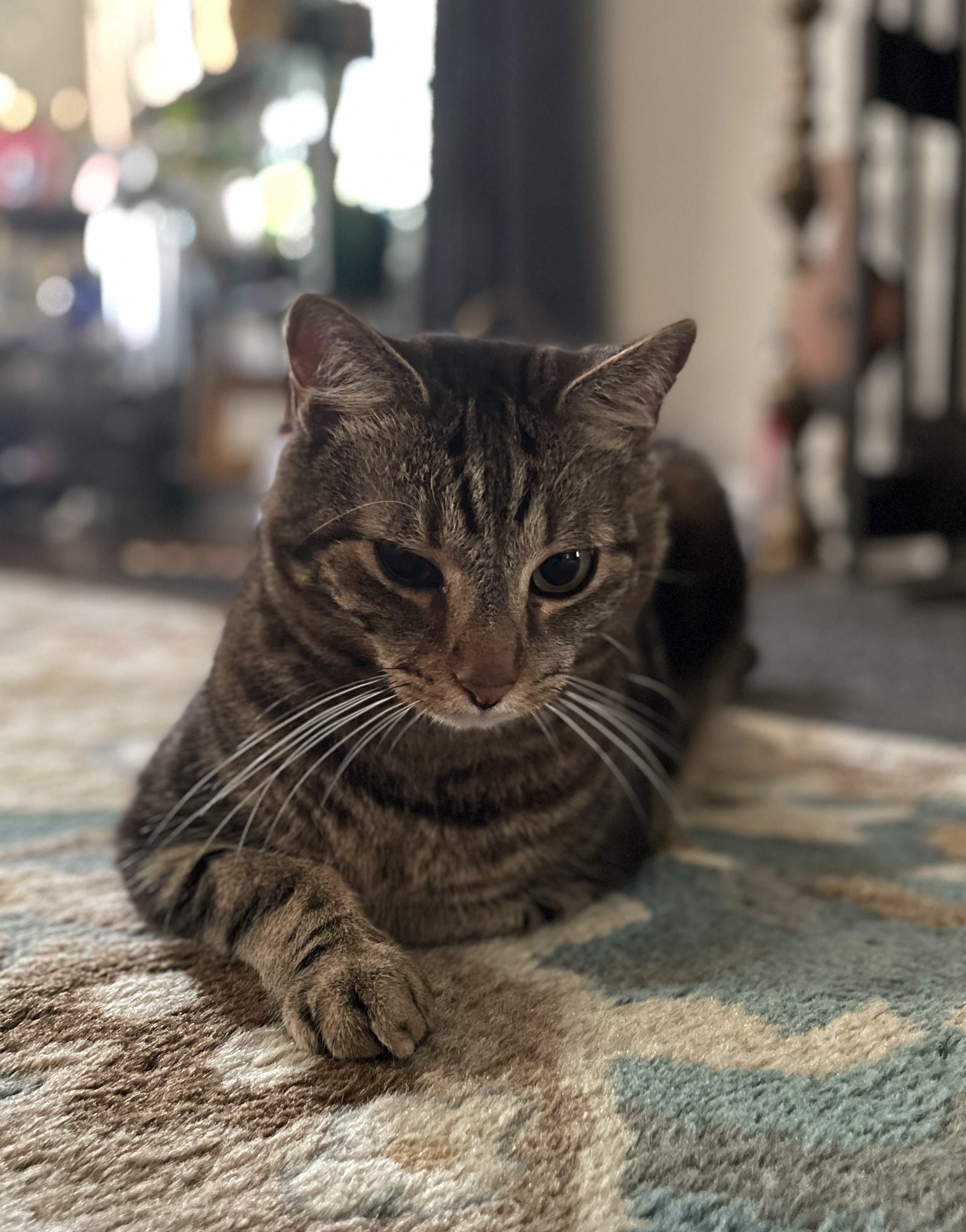 TLC4Cats's image
