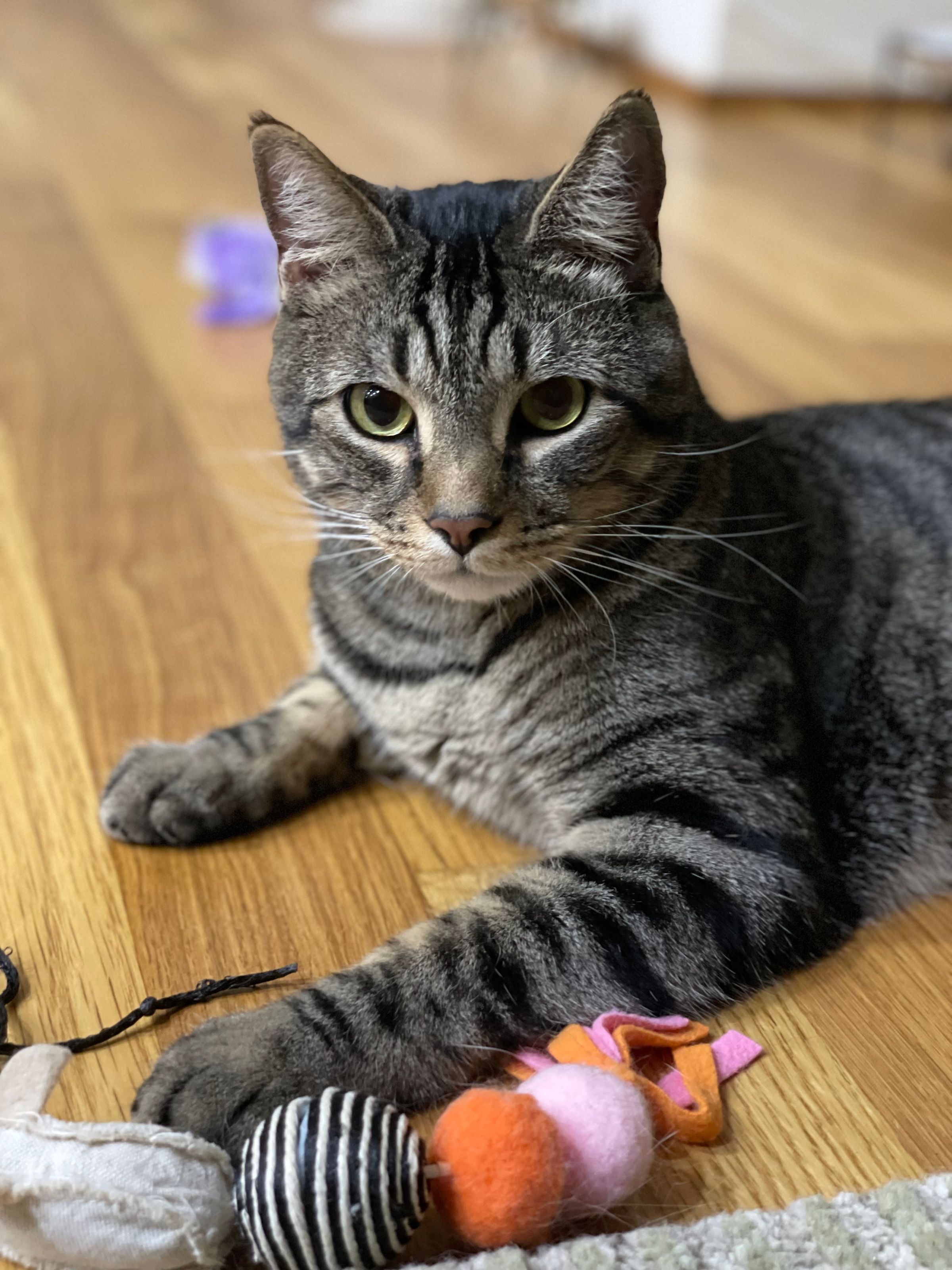 TLC4Cats's image