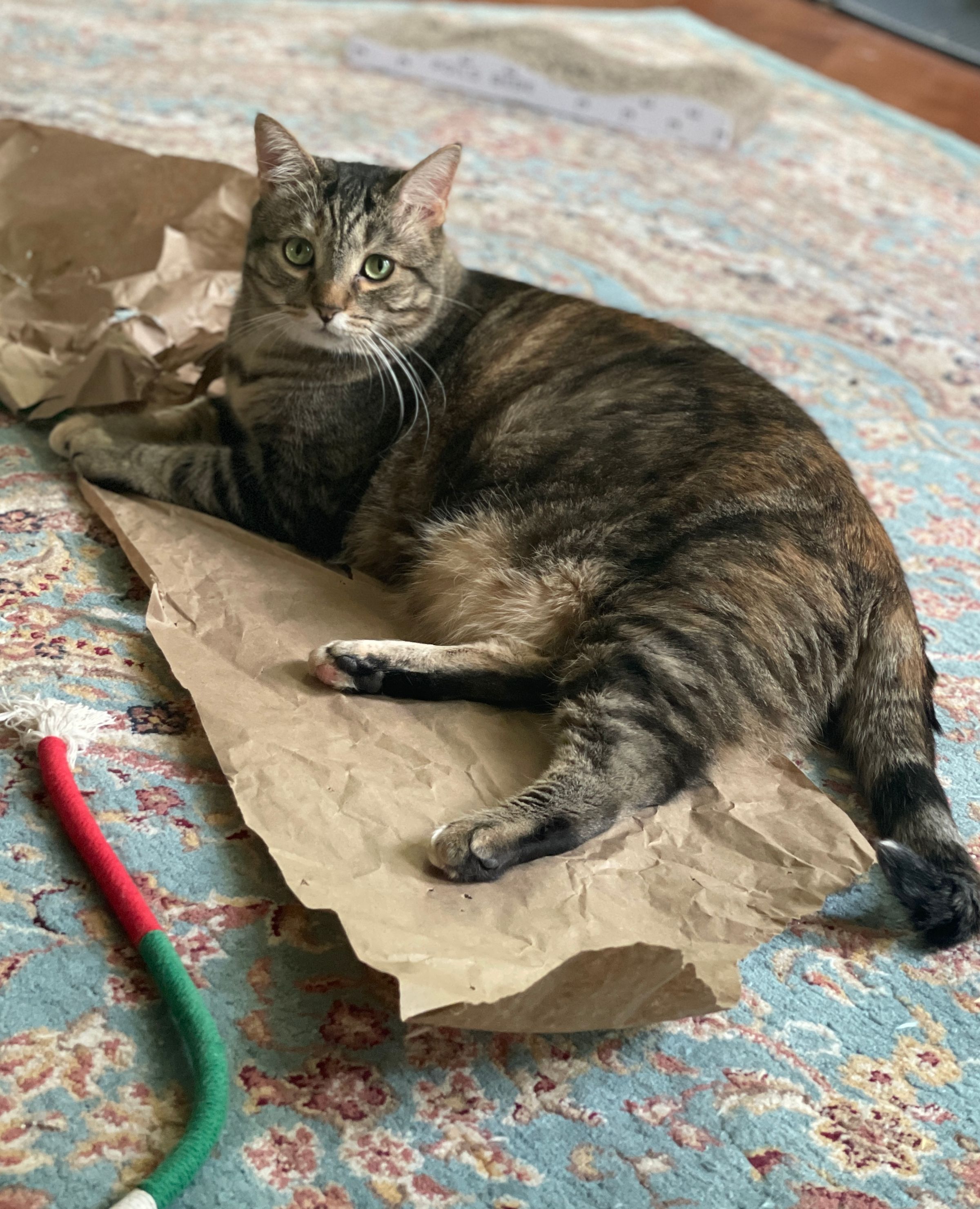 TLC4Cats's image