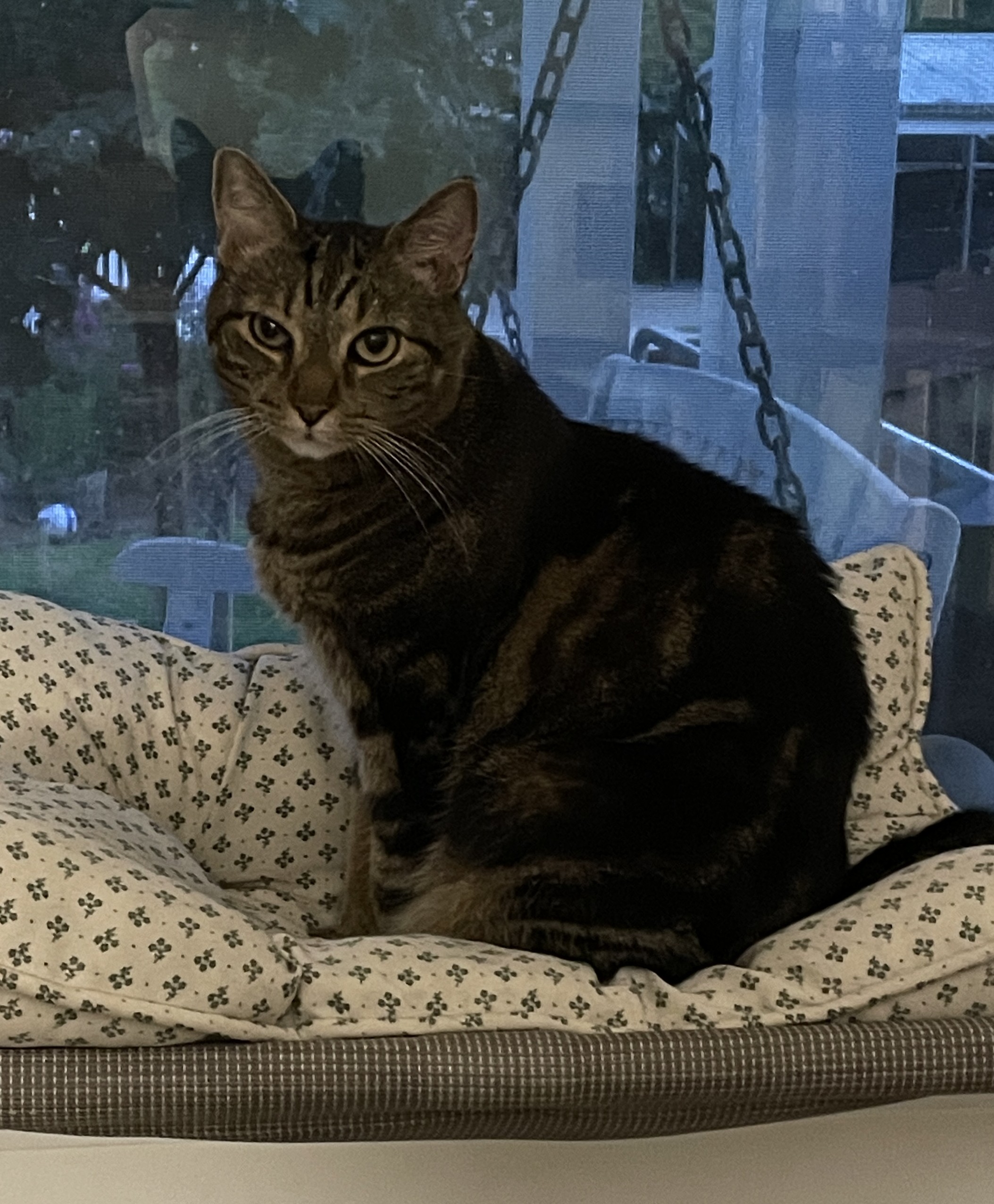 TLC4Cats's image