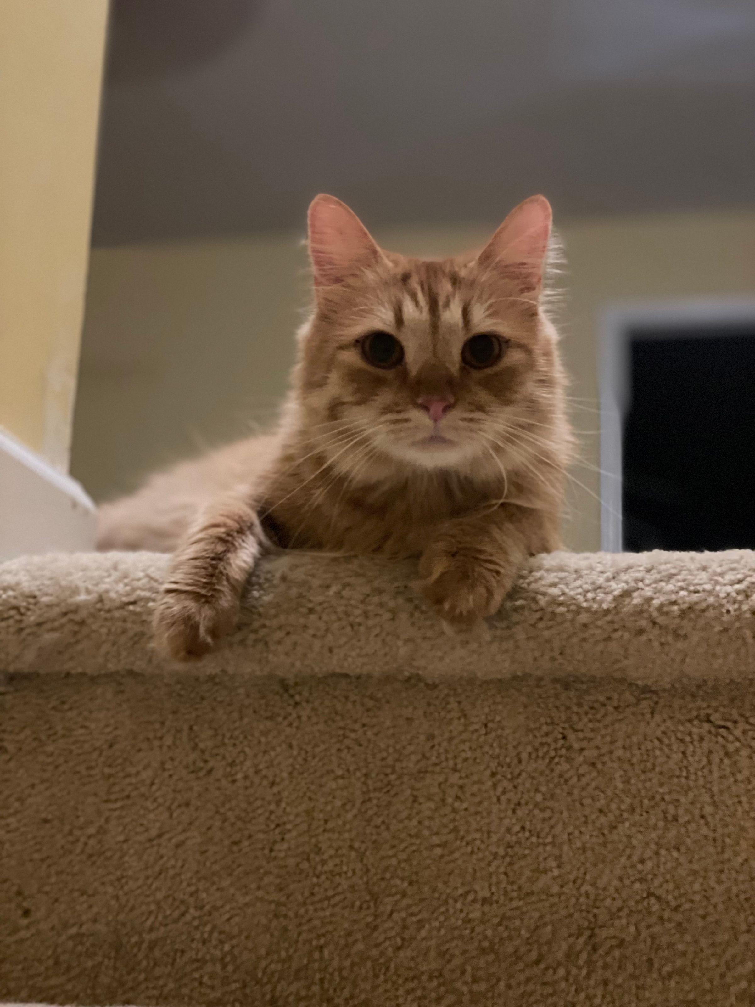 TLC4Cats's image