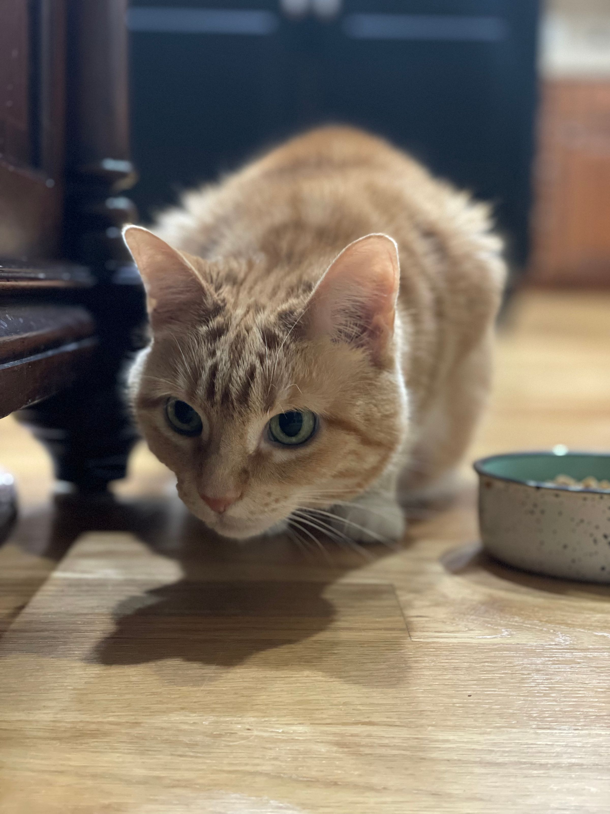 TLC4Cats's image