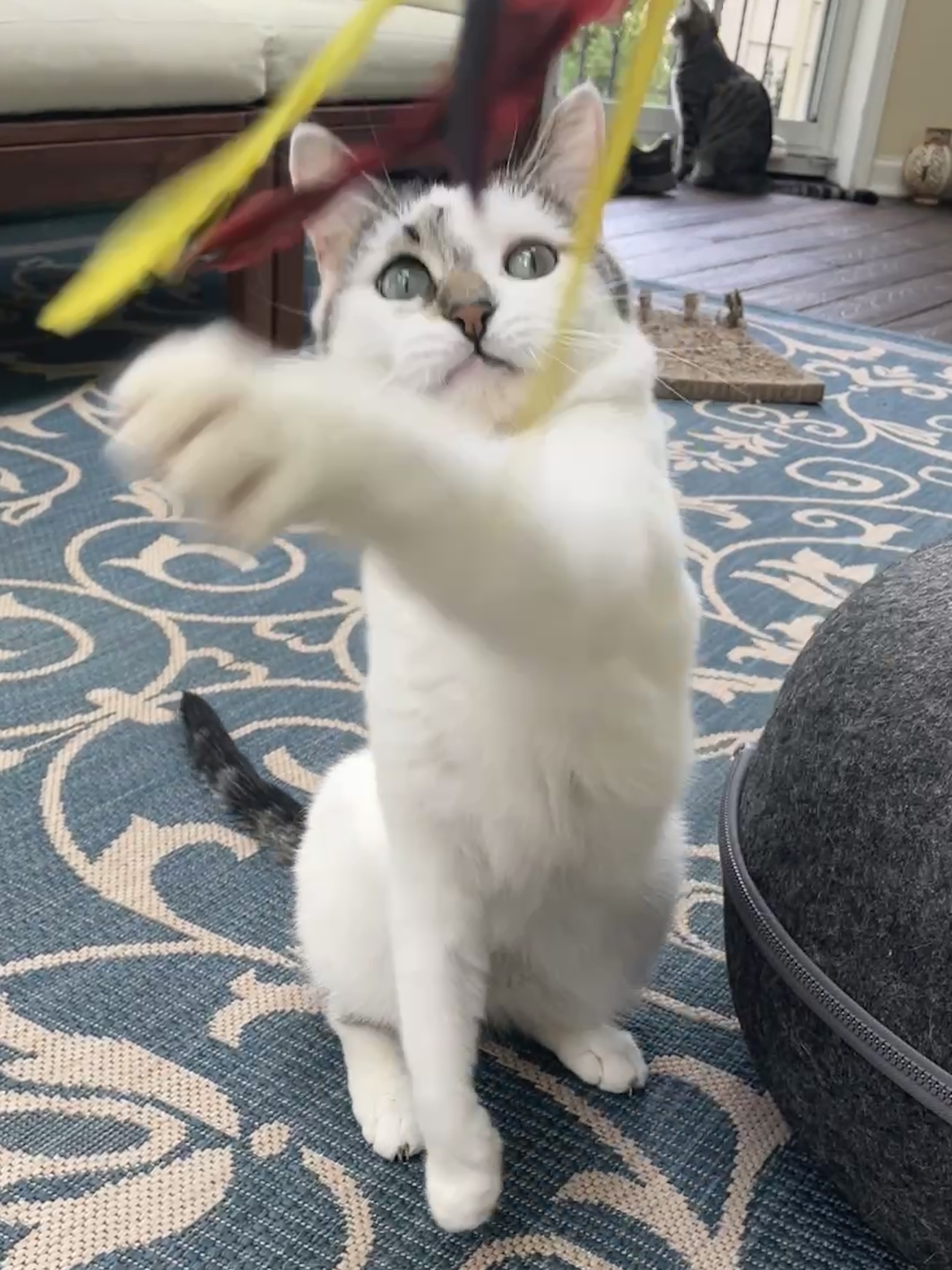 TLC4Cats's image
