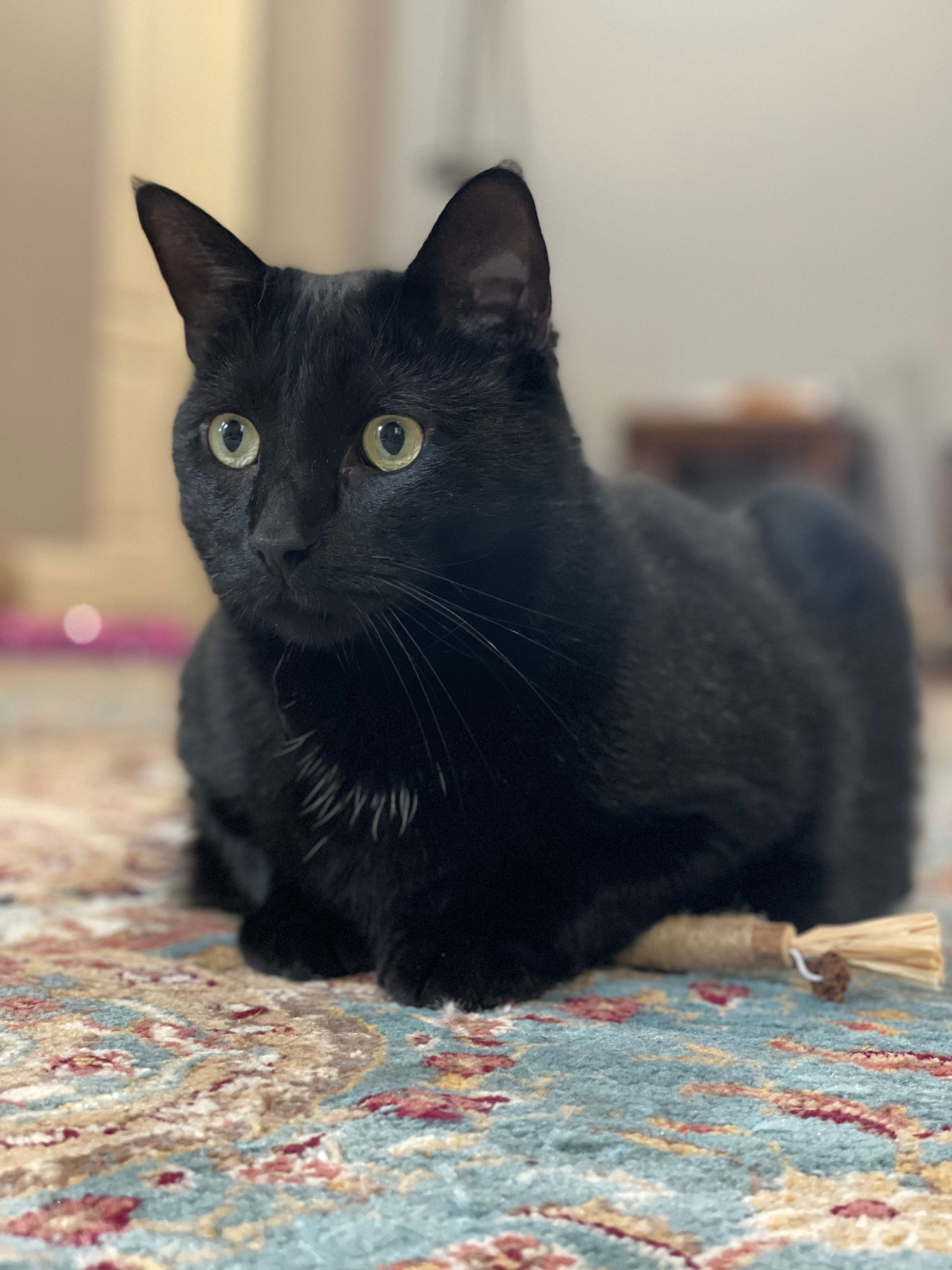 TLC4Cats's image