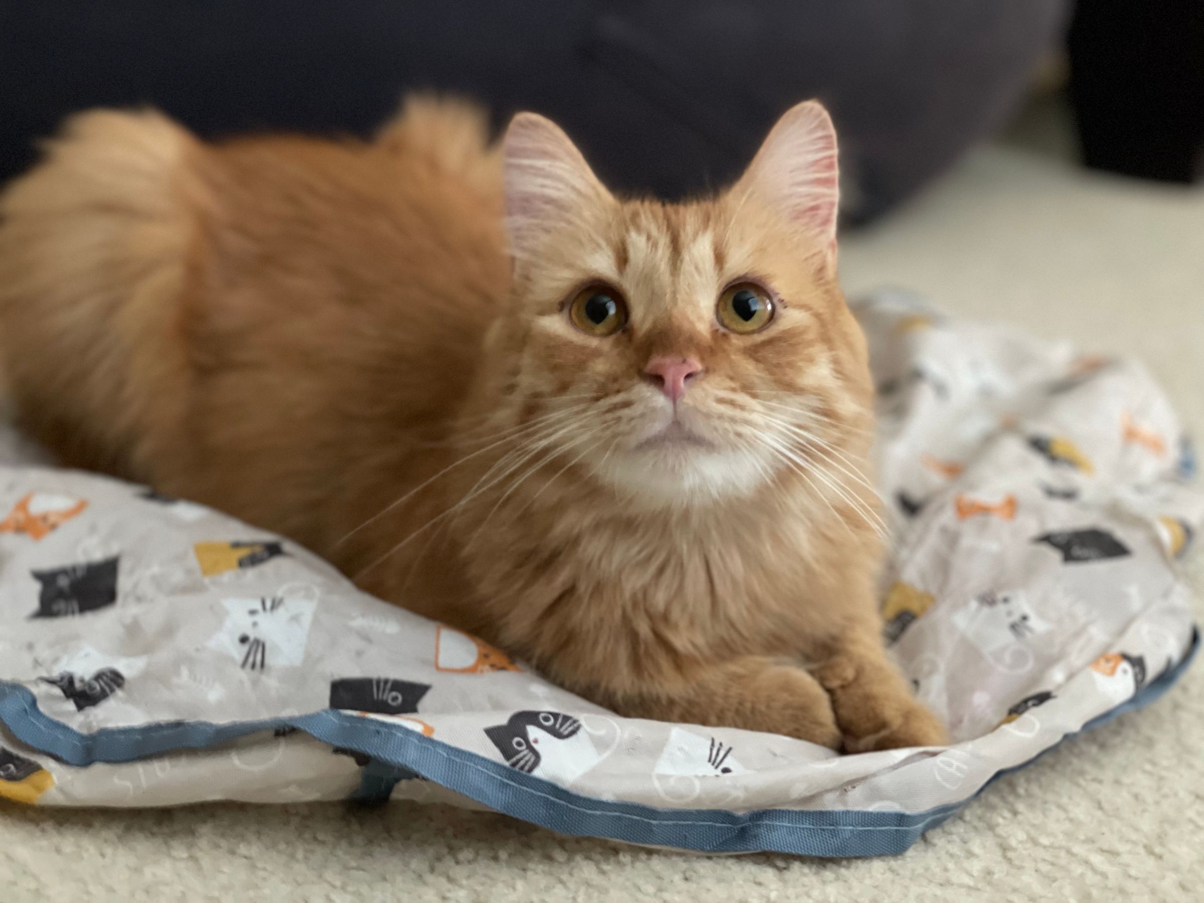 TLC4Cats's image