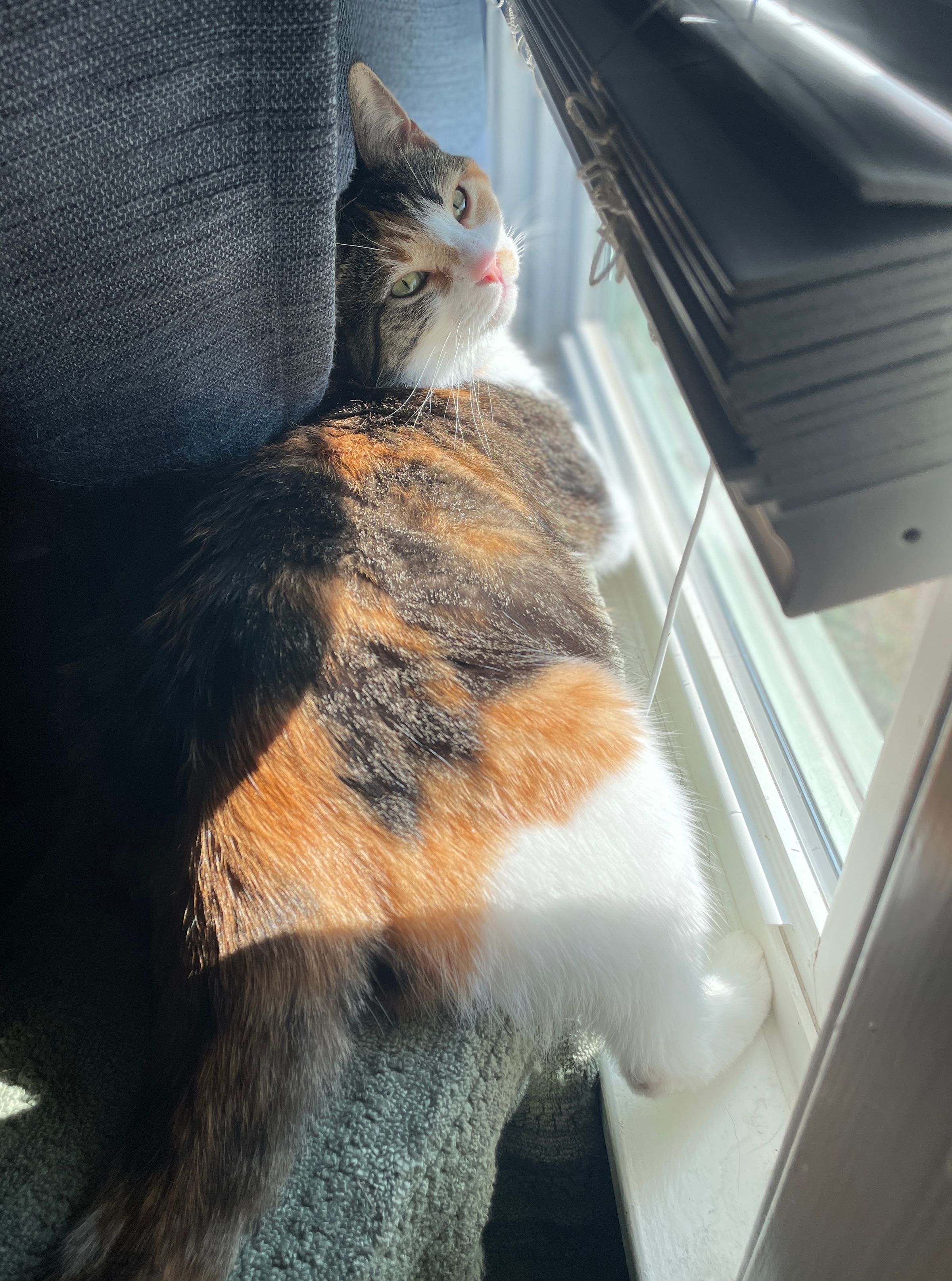TLC4Cats's image