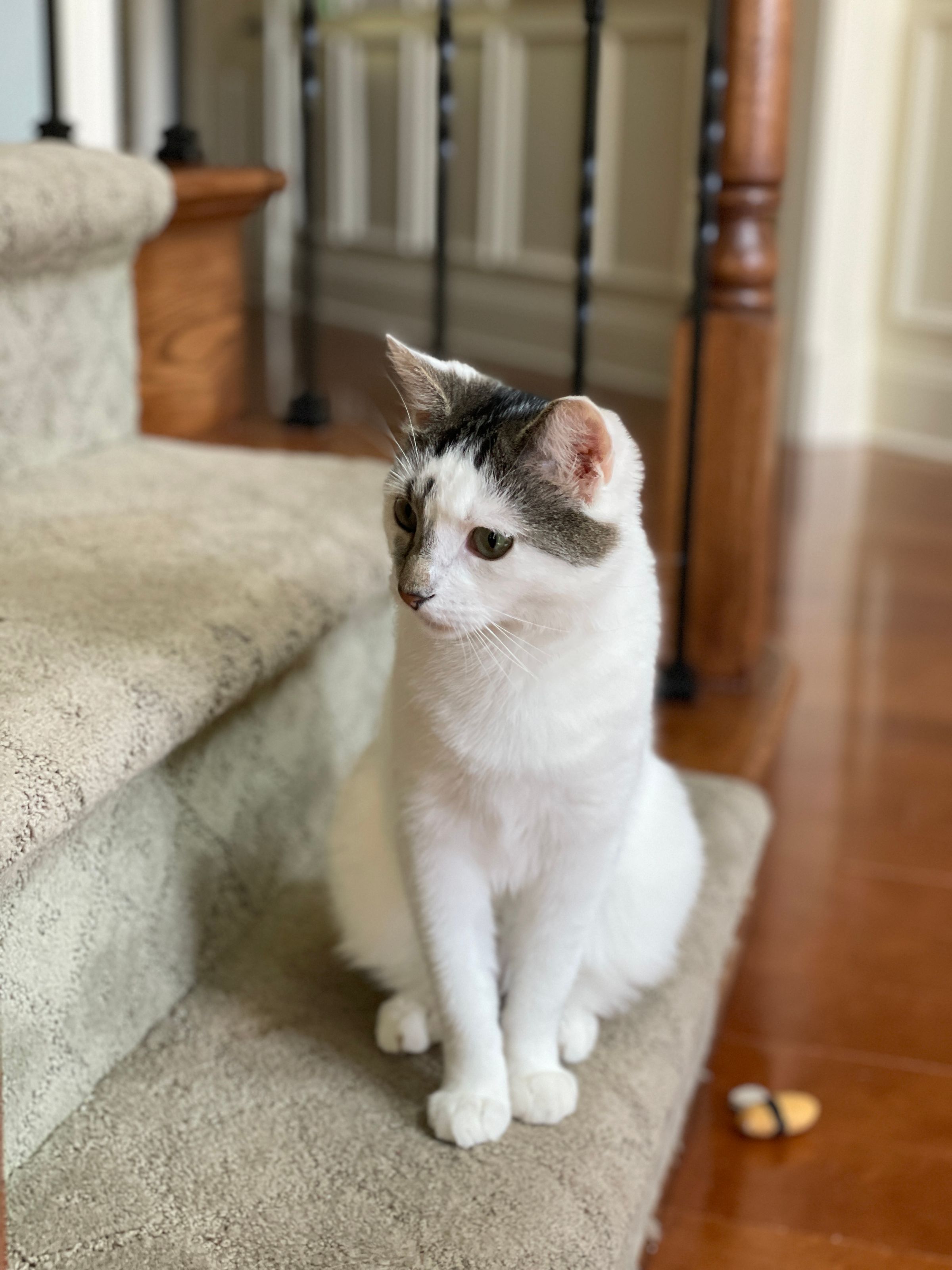 TLC4Cats's image