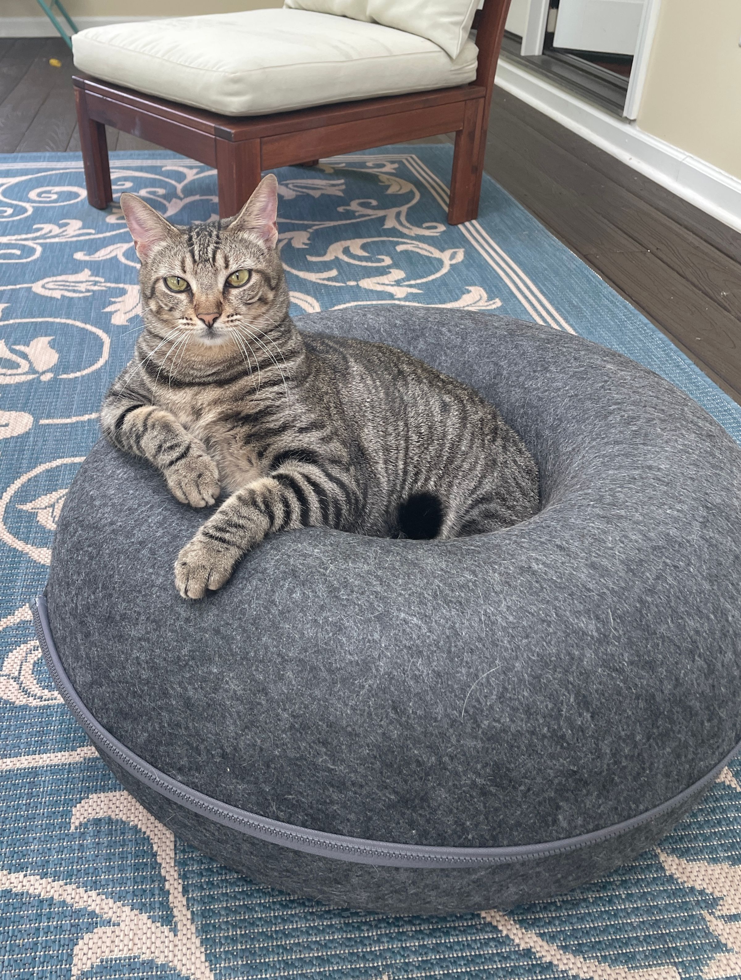 TLC4Cats's image