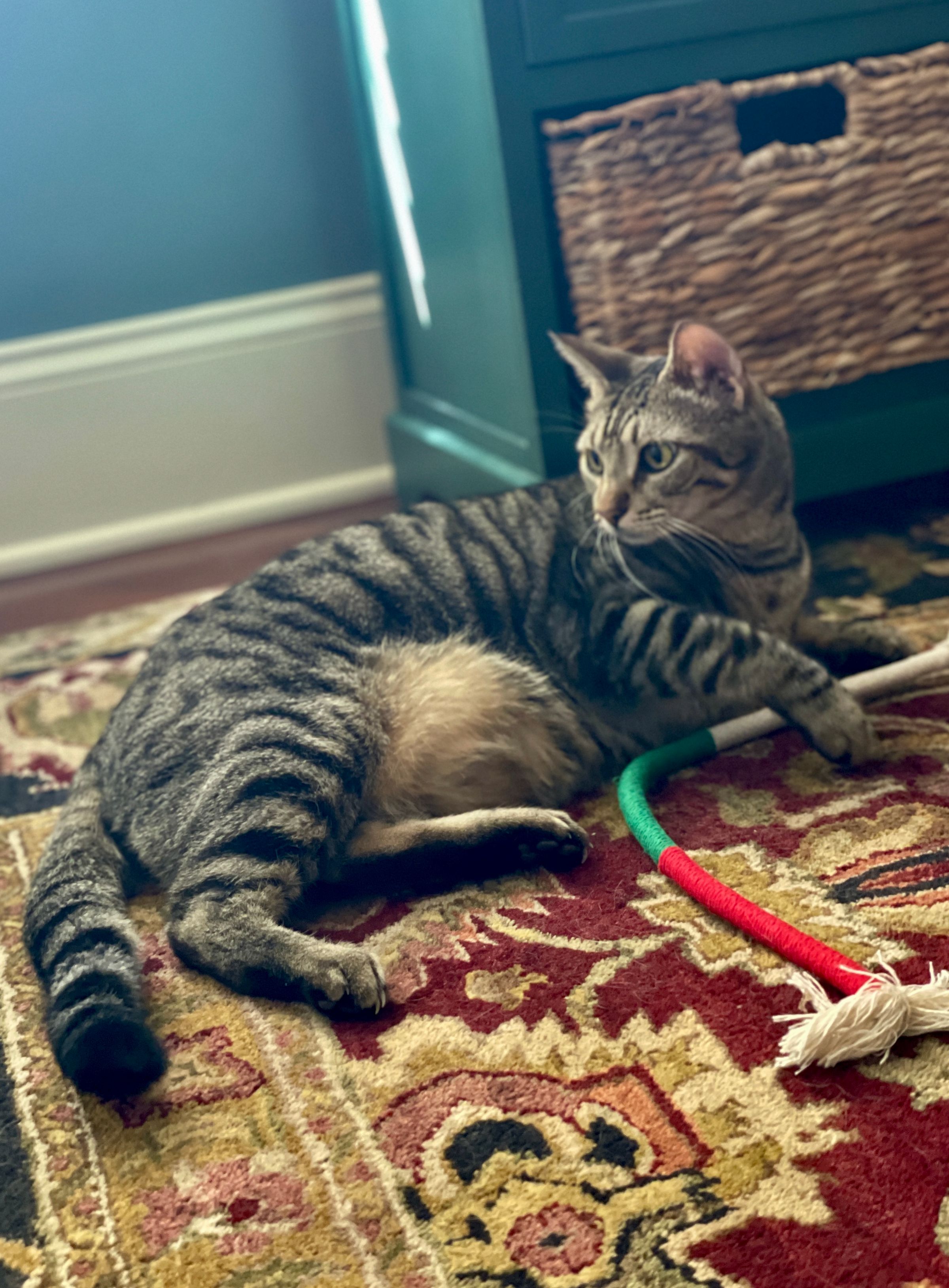 TLC4Cats's image