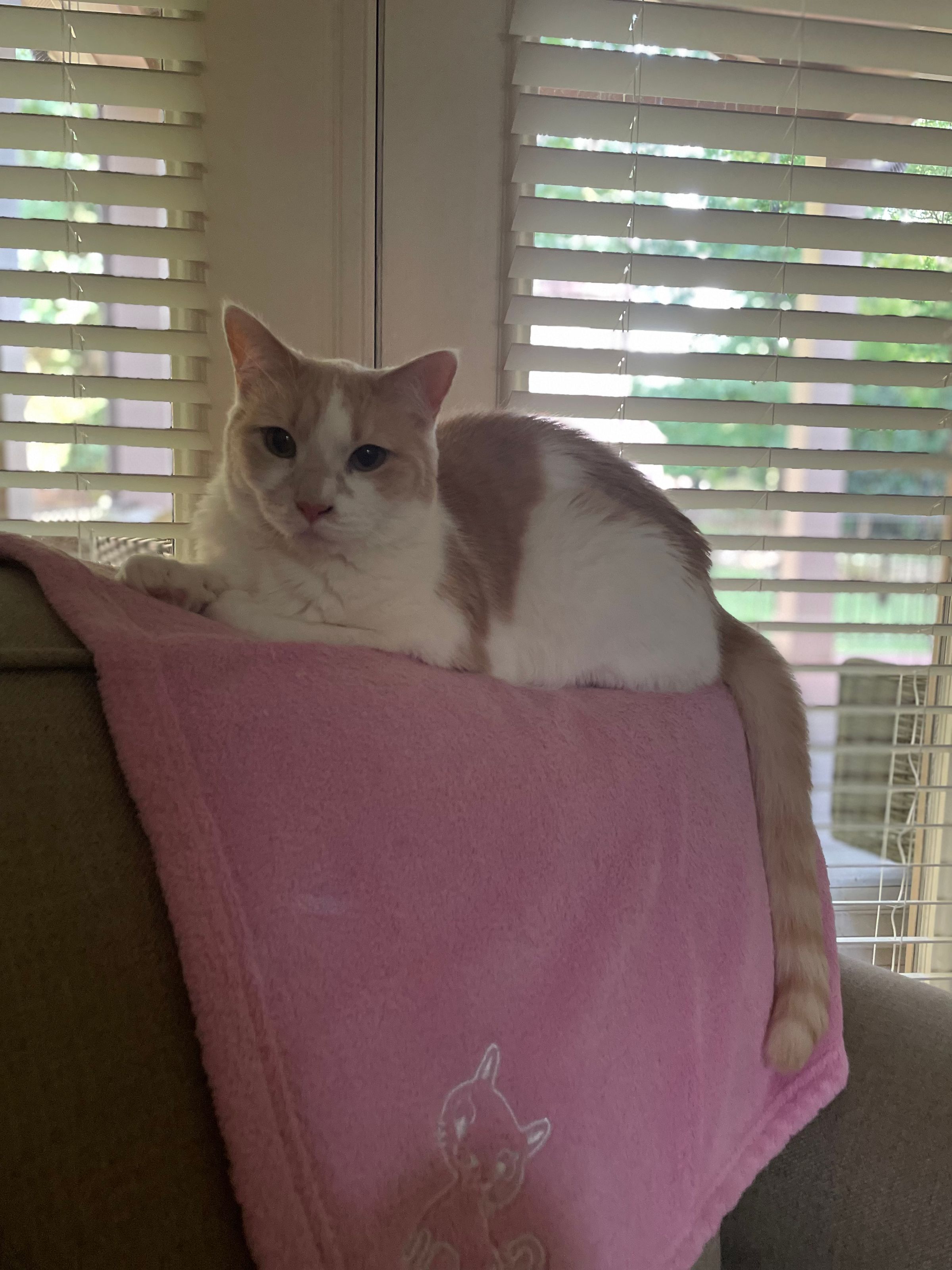 TLC4Cats's image