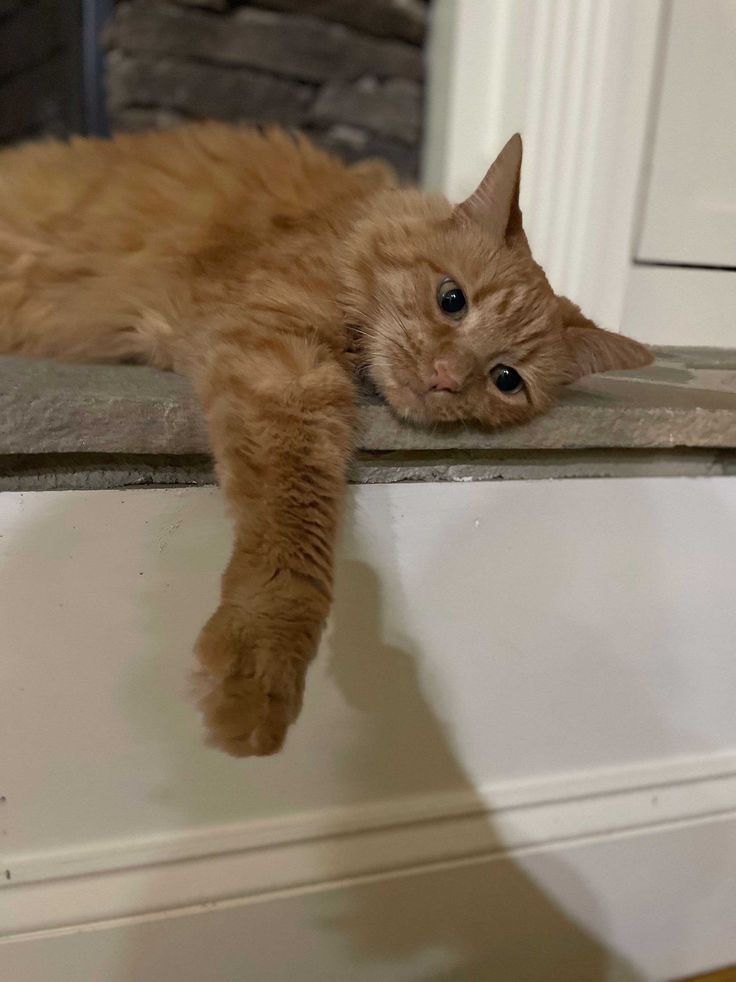 TLC4Cats's image