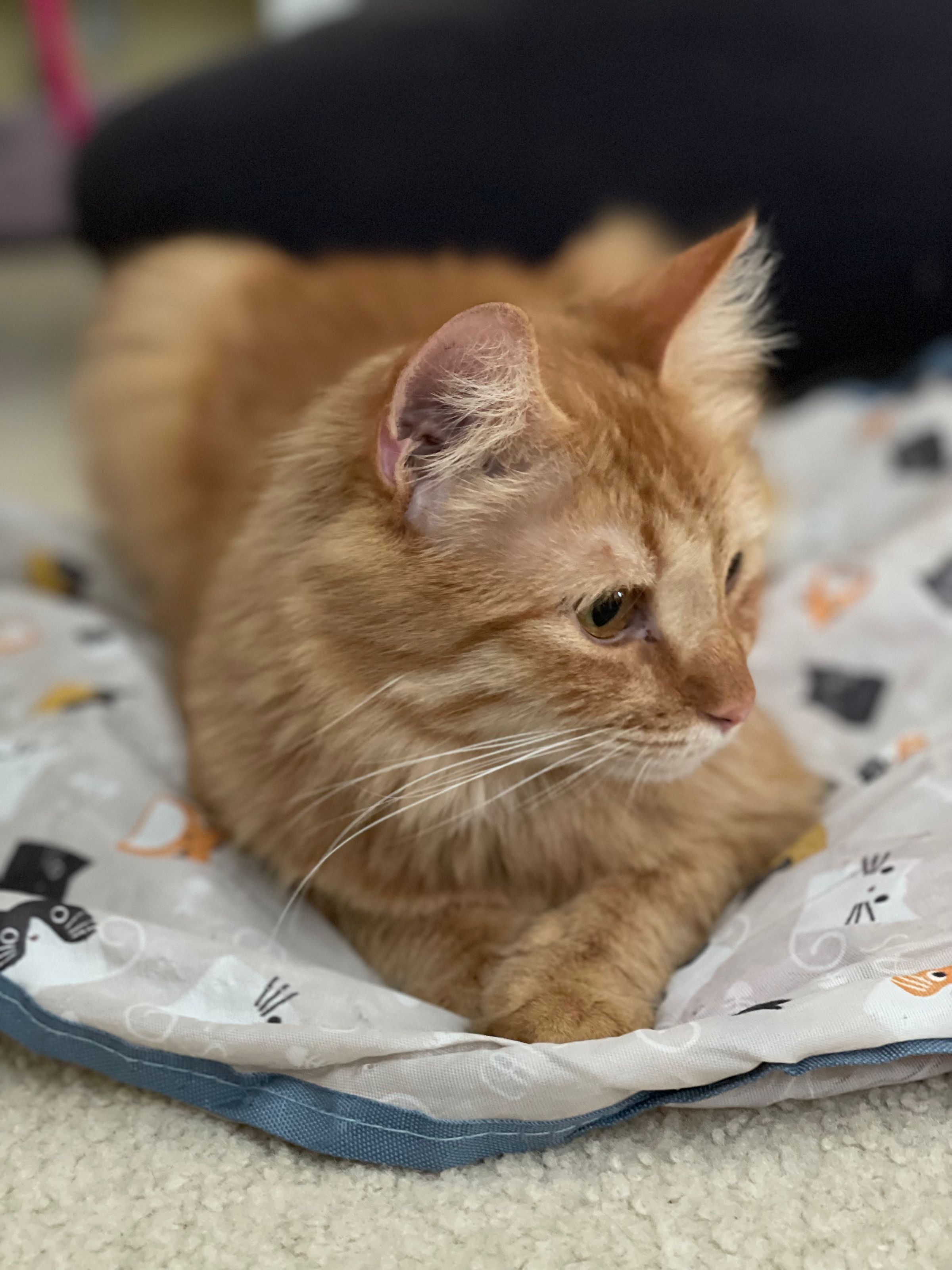TLC4Cats's image