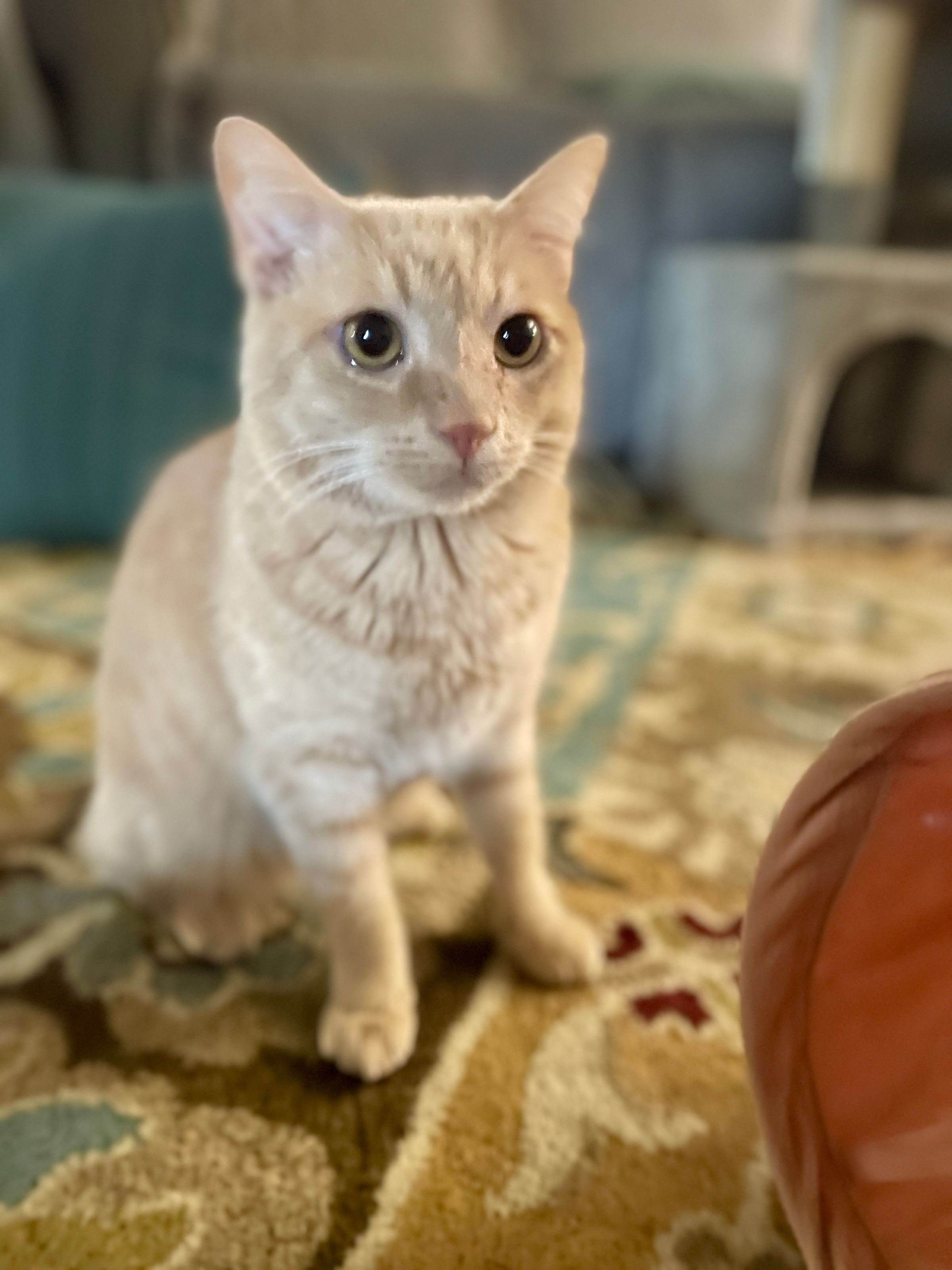 TLC4Cats's image