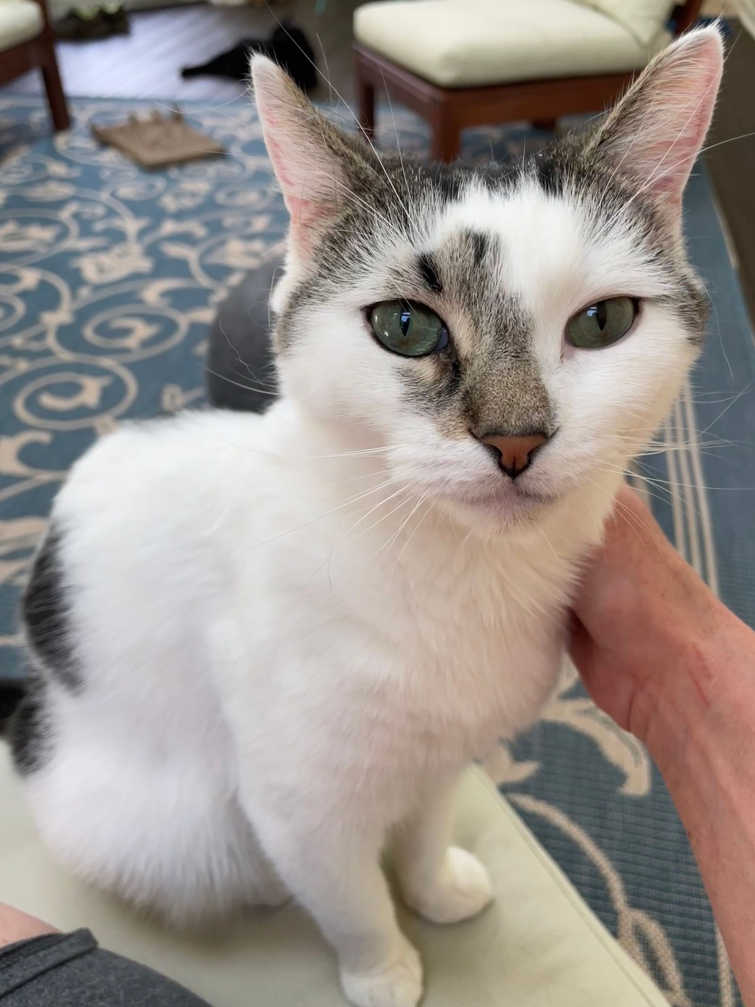 TLC4Cats's image
