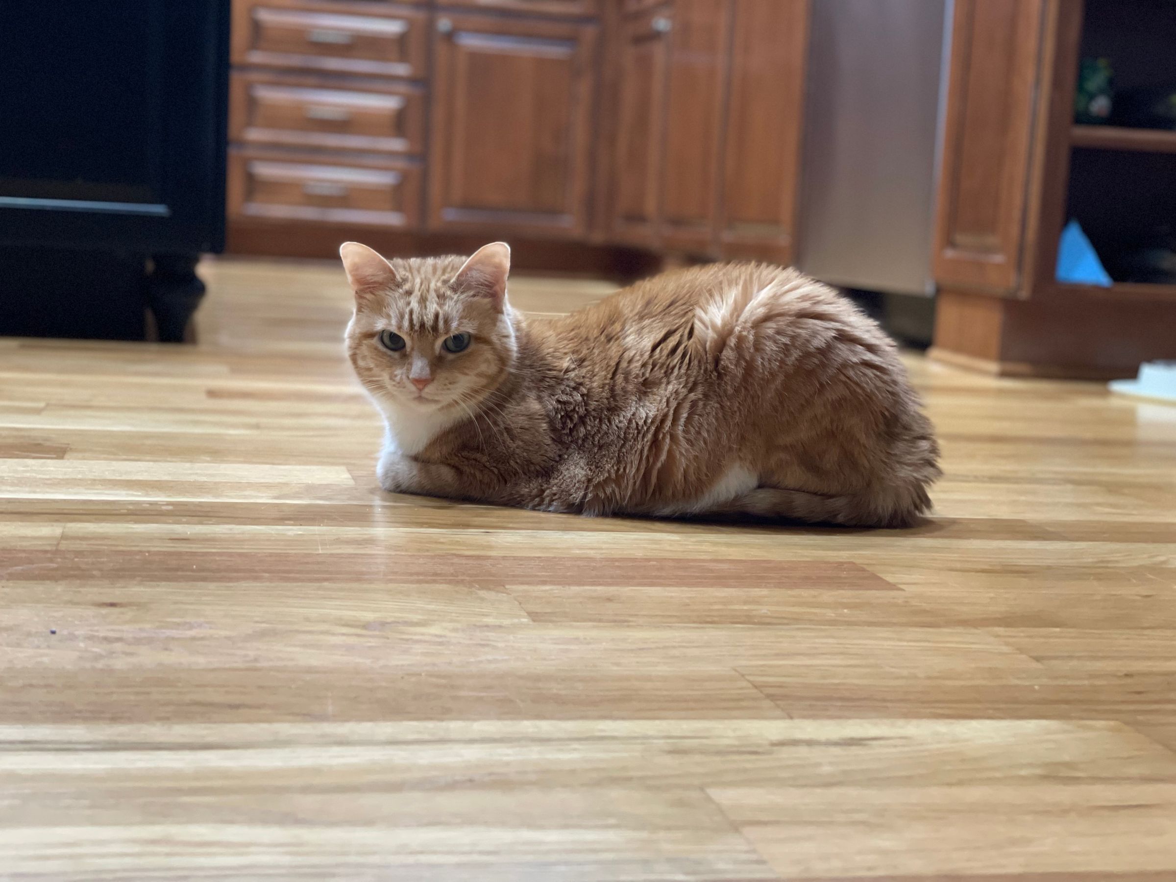 TLC4Cats's image
