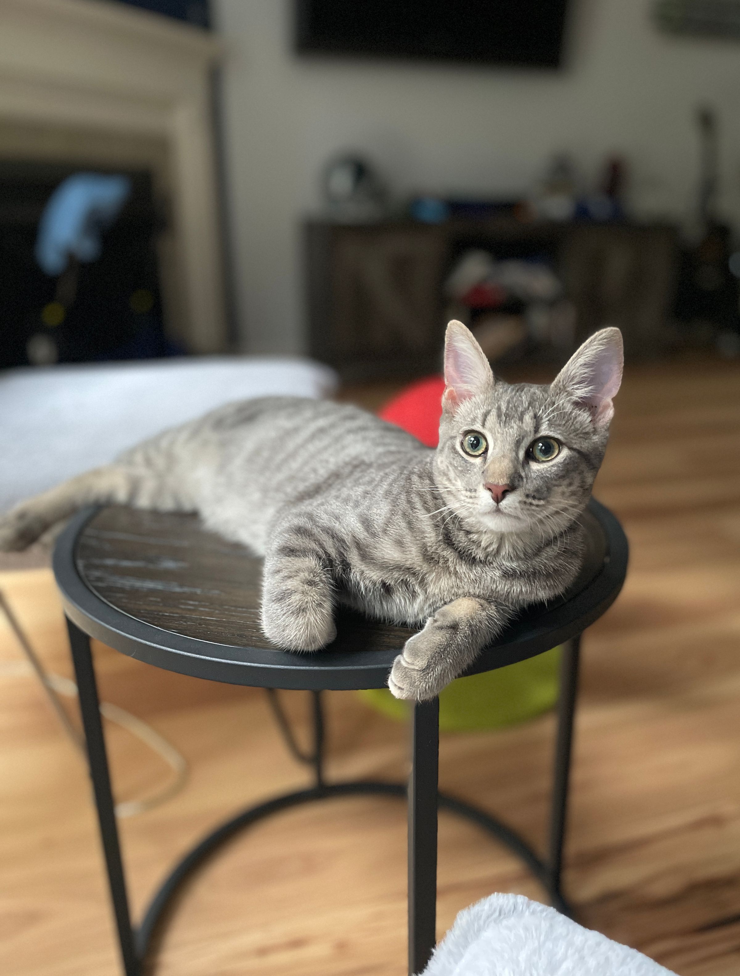 TLC4Cats's image