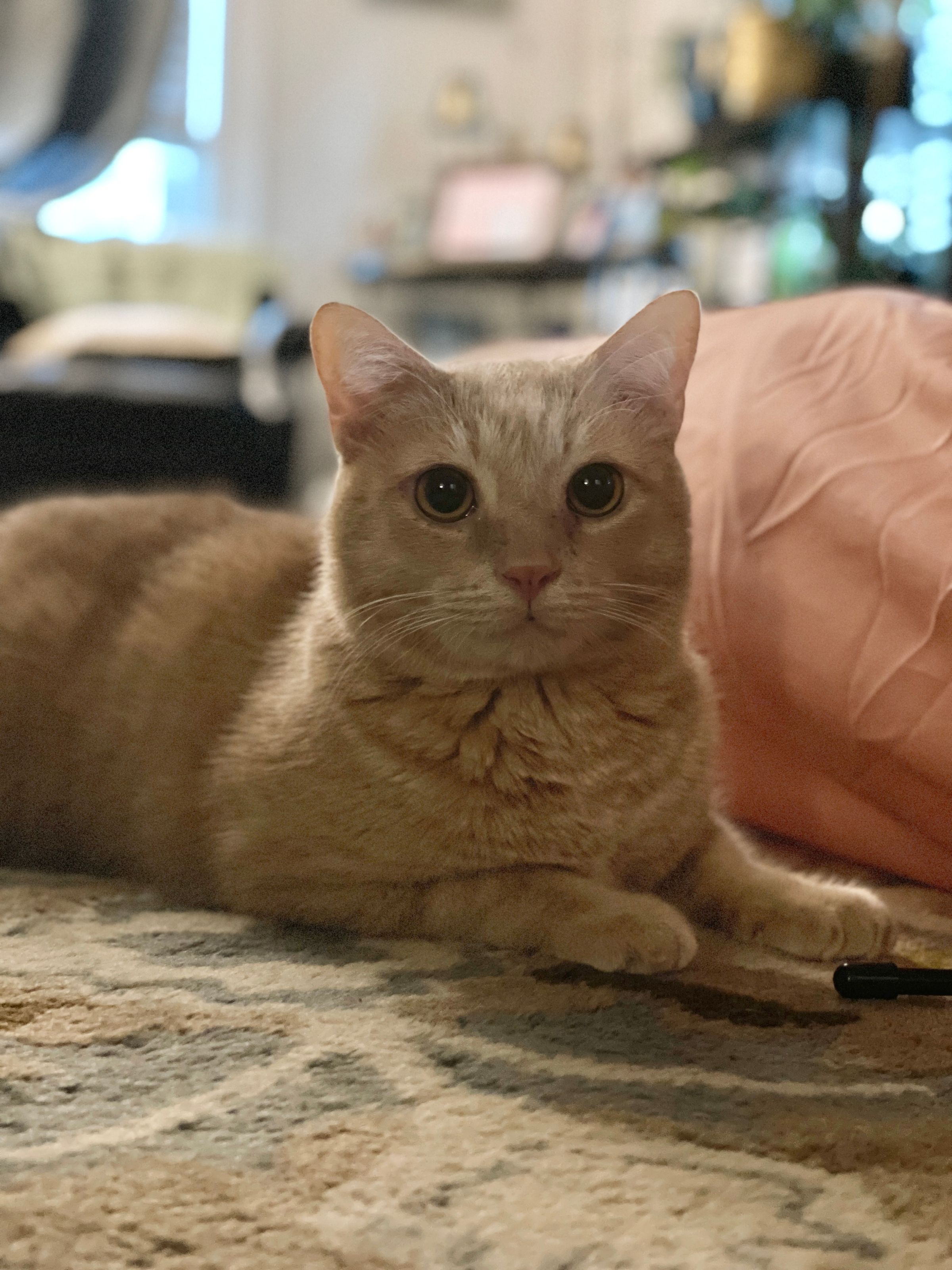 TLC4Cats's image