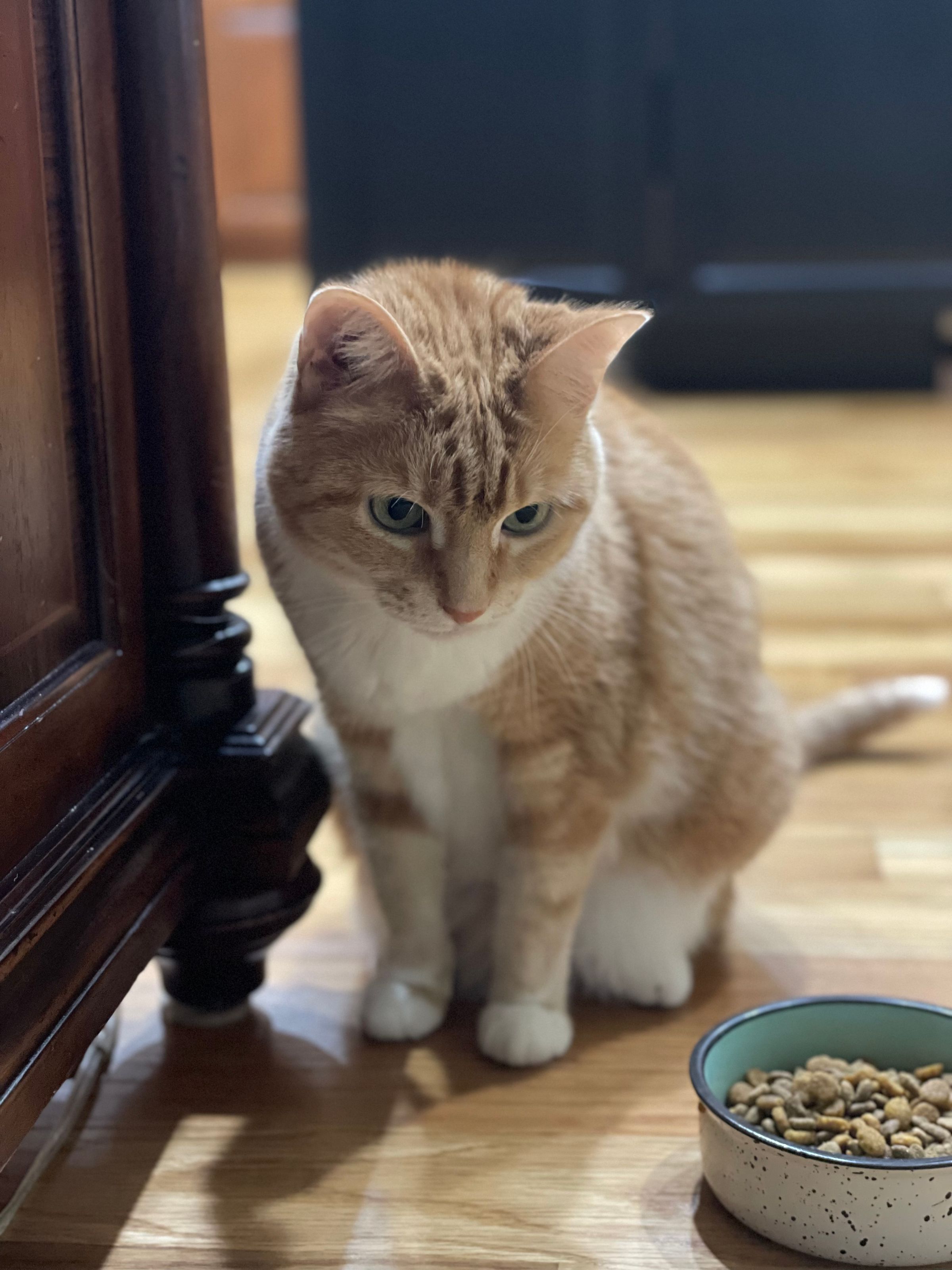 TLC4Cats's image