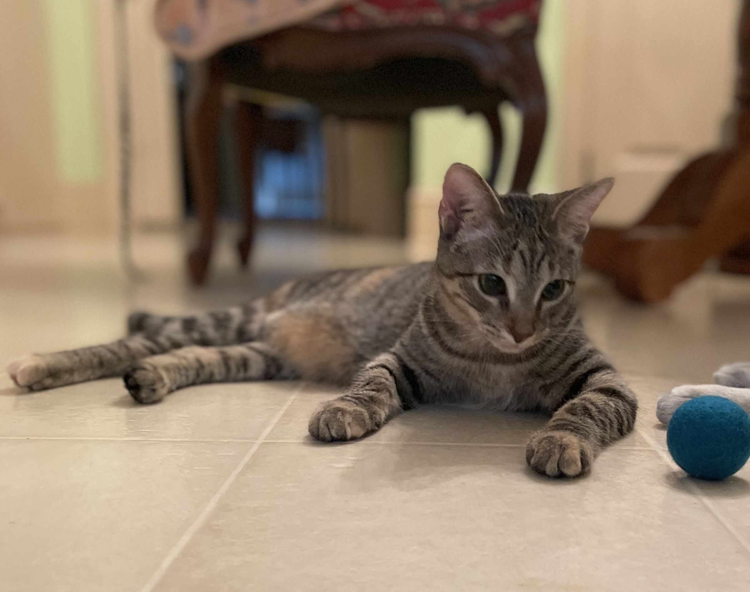 TLC4Cats's image