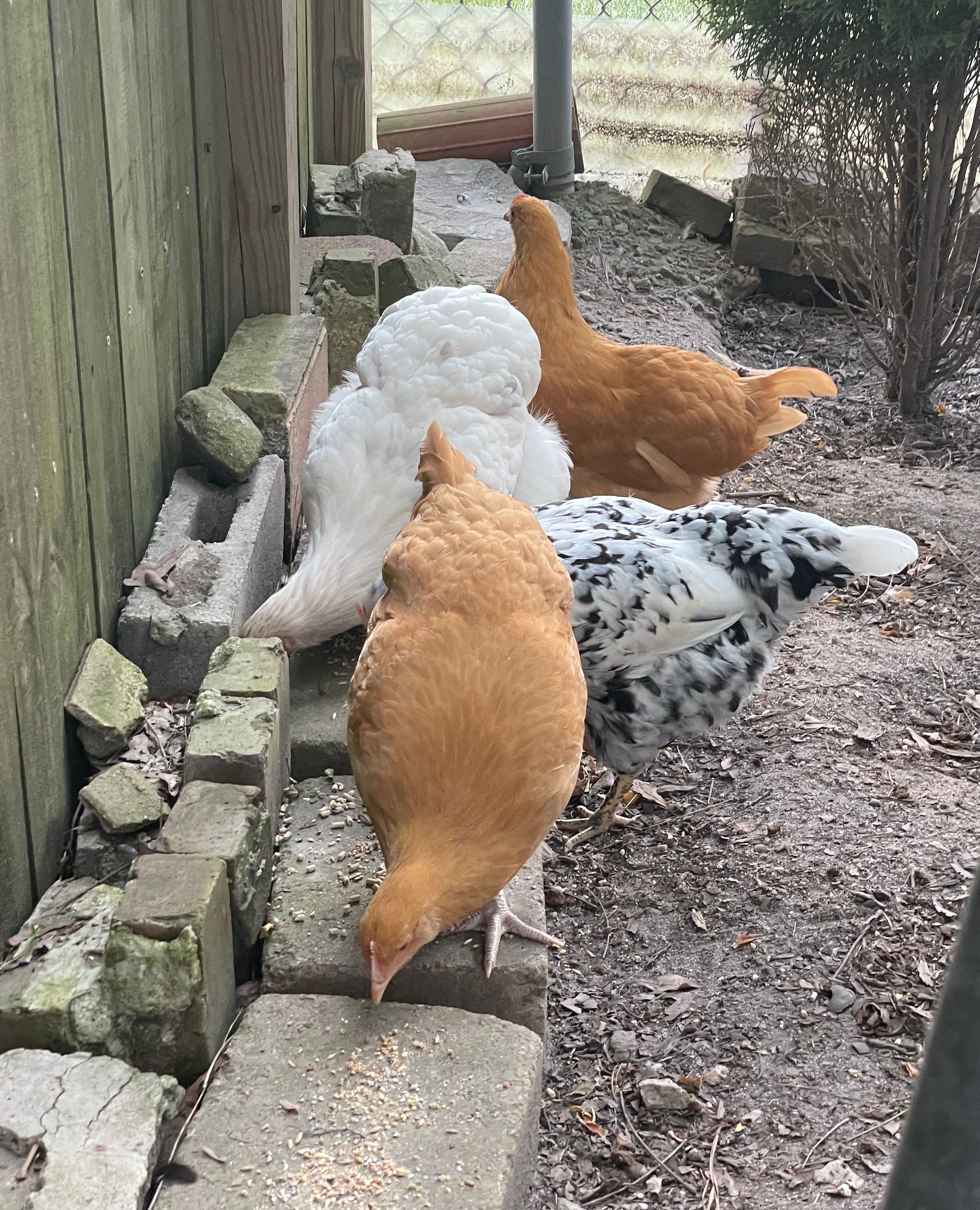 TLC4Cats's image