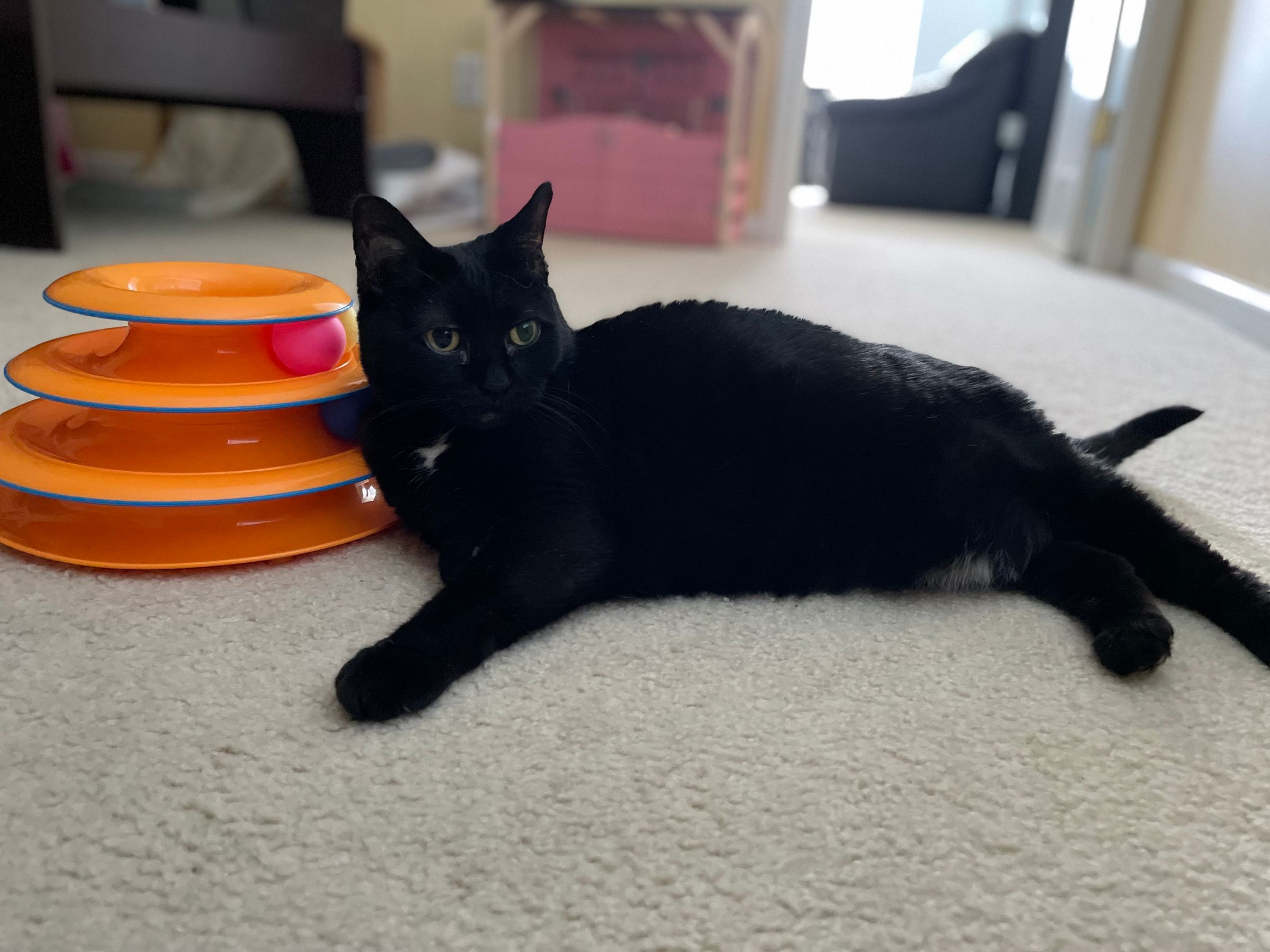 TLC4Cats's image