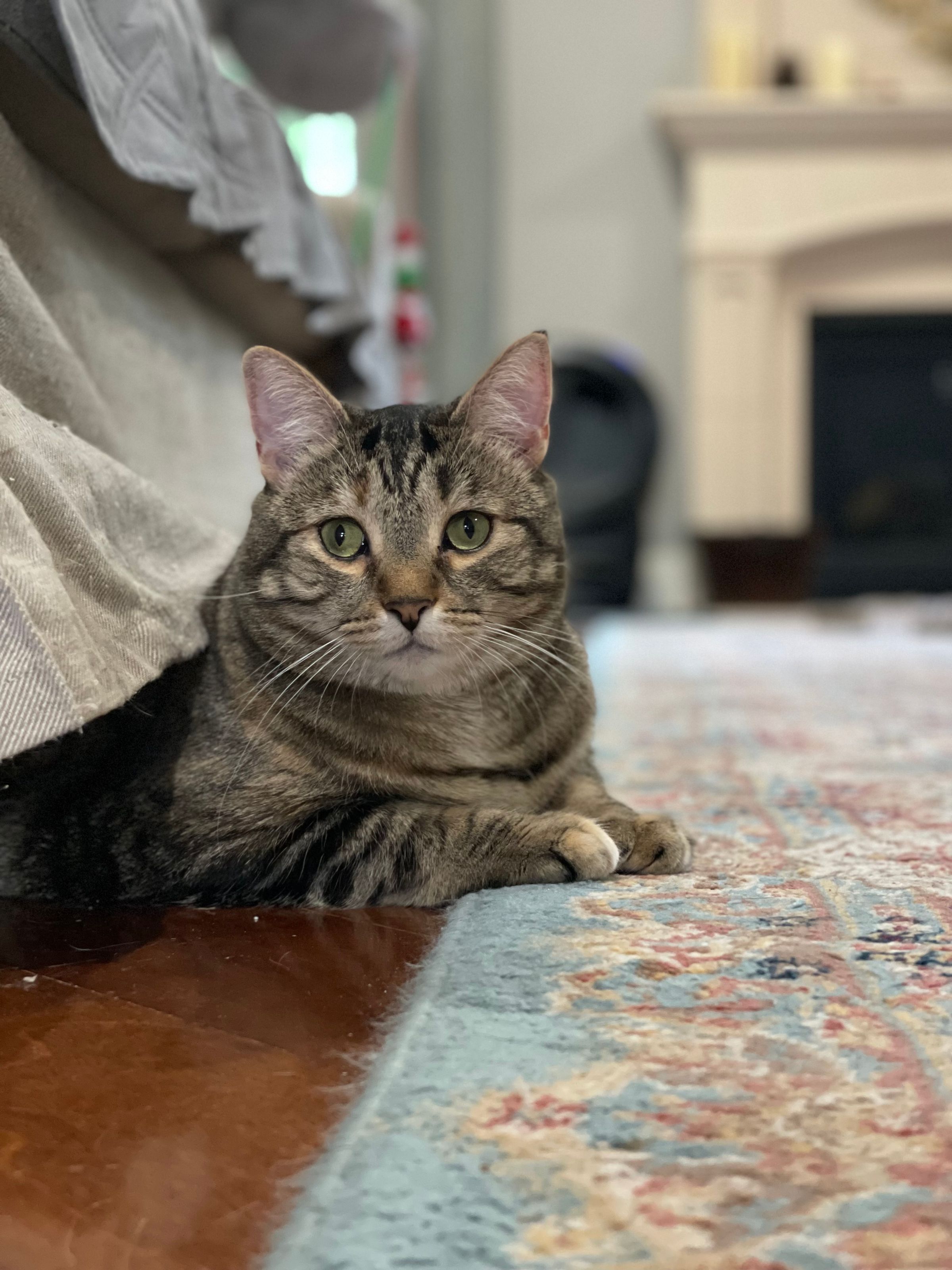 TLC4Cats's image