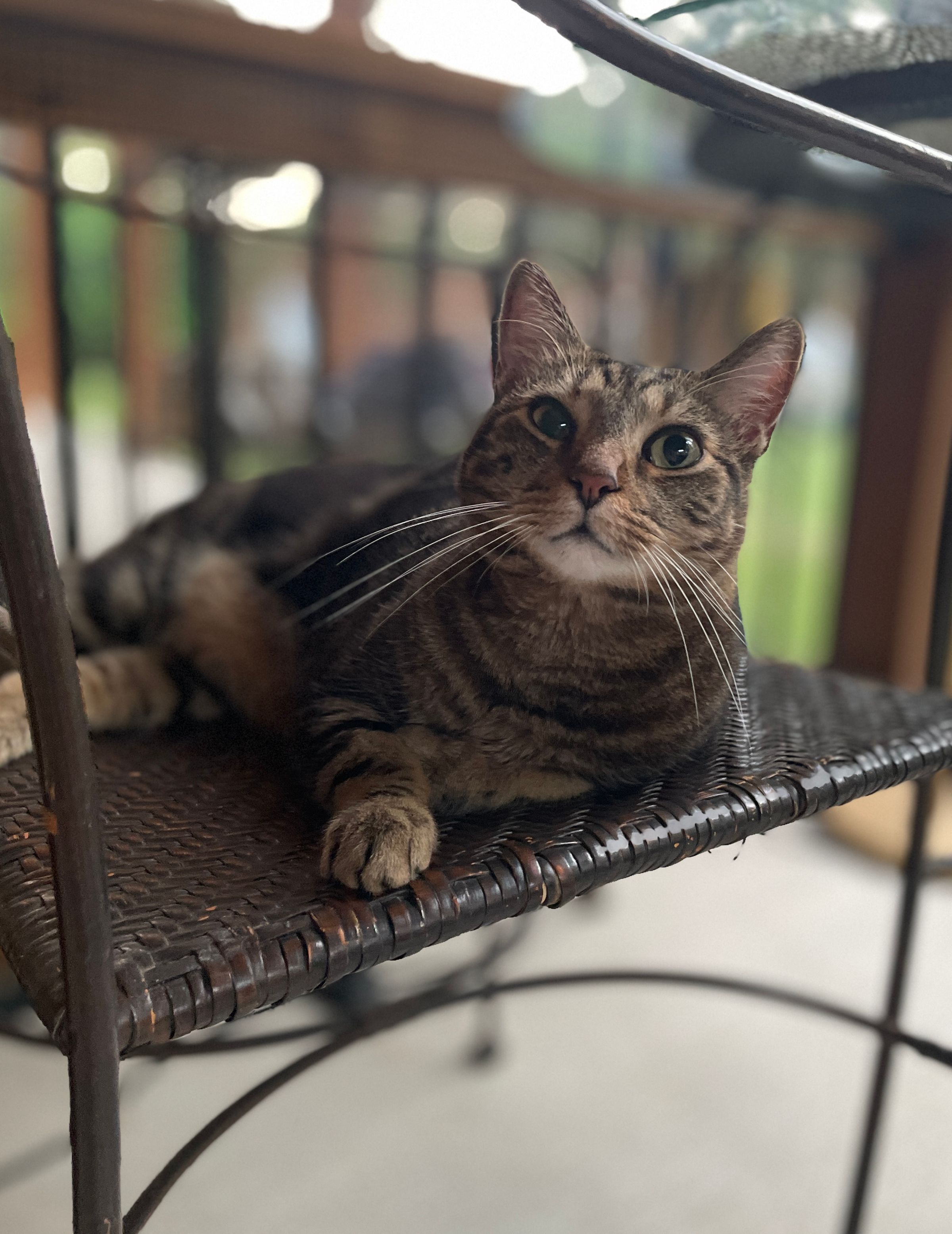 TLC4Cats's image