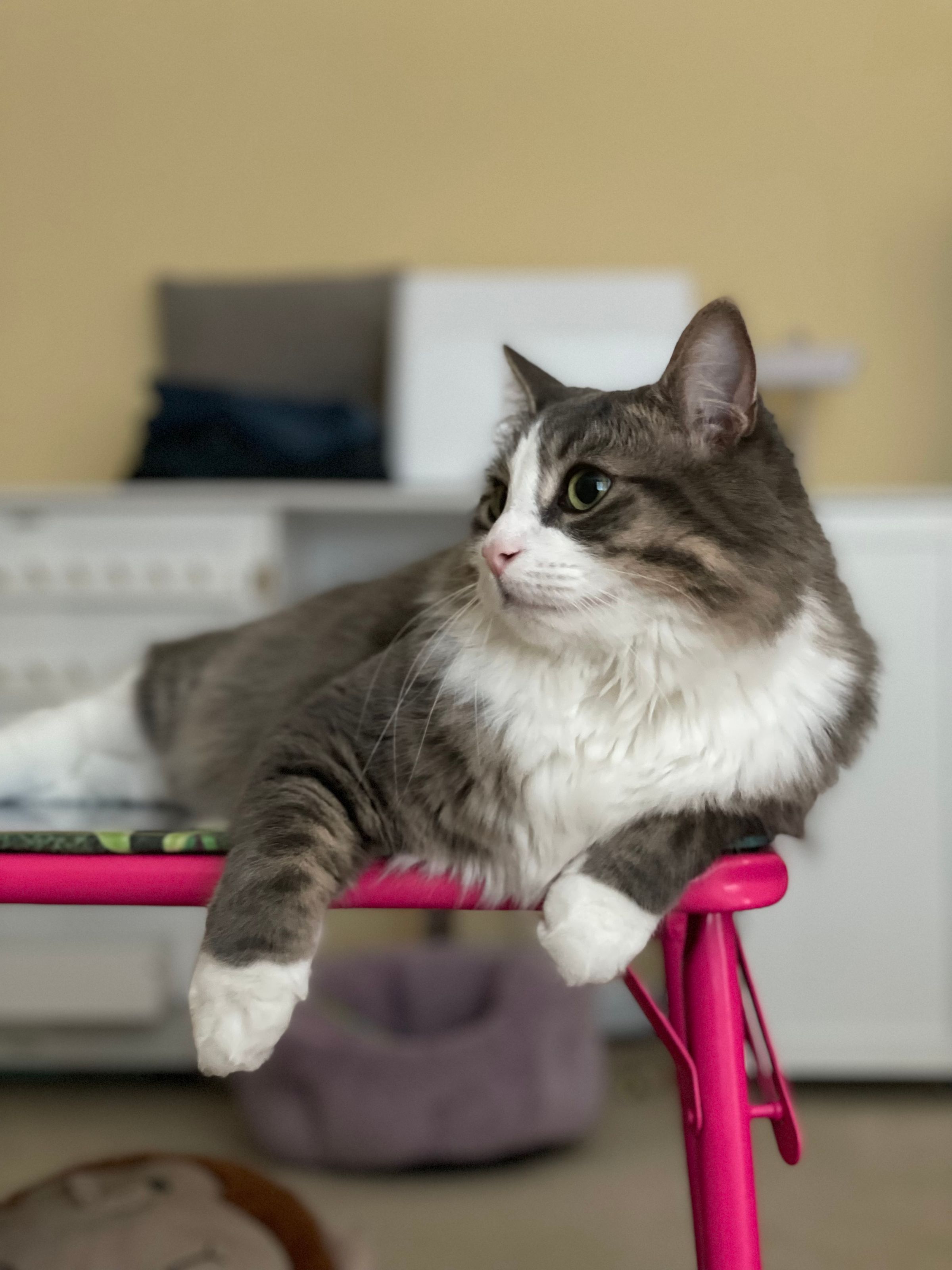TLC4Cats's image