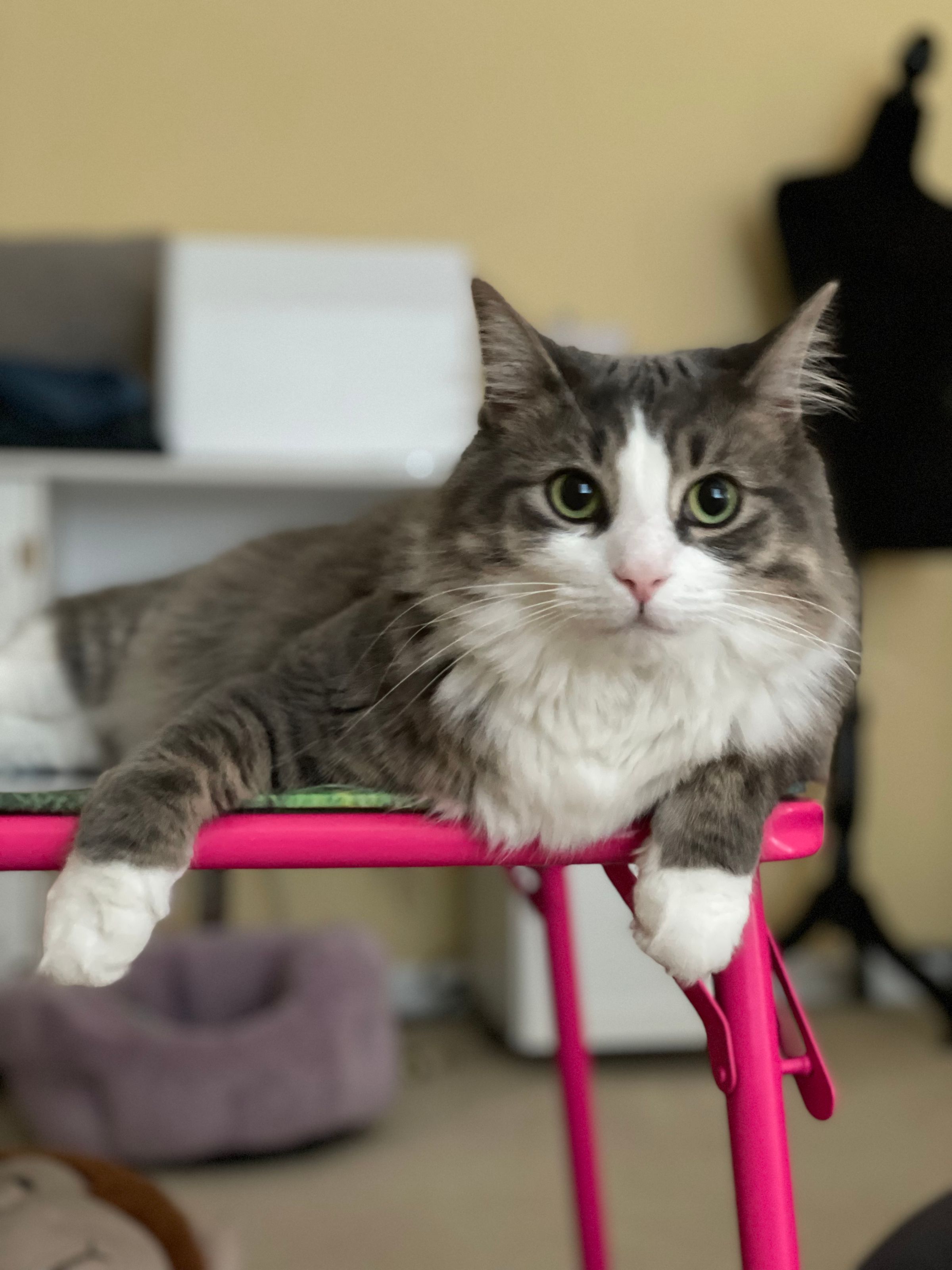 TLC4Cats's image