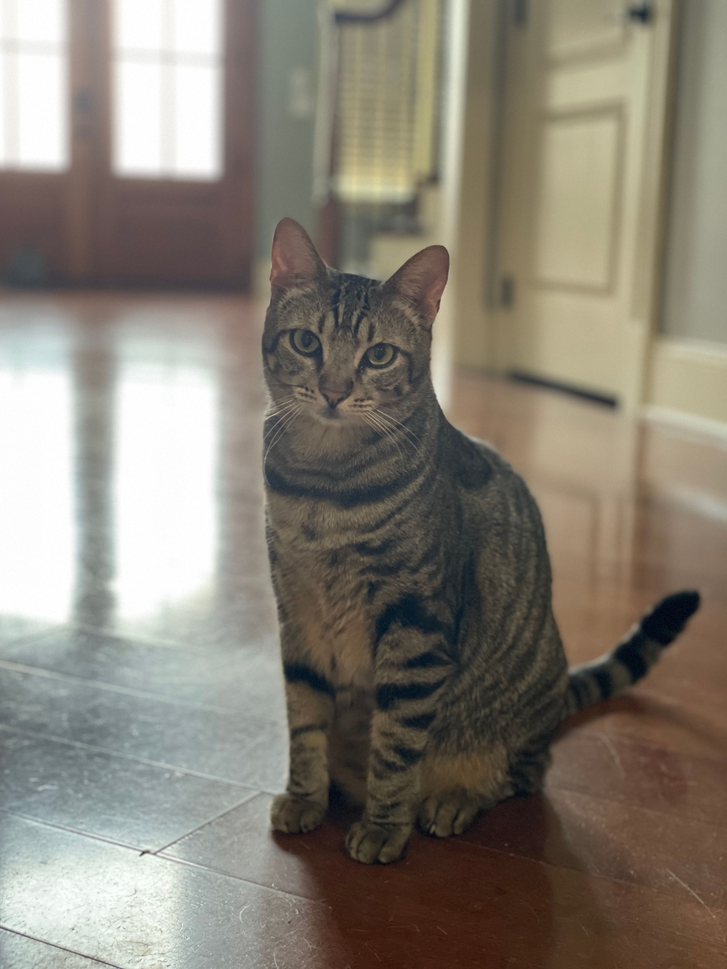 TLC4Cats's image