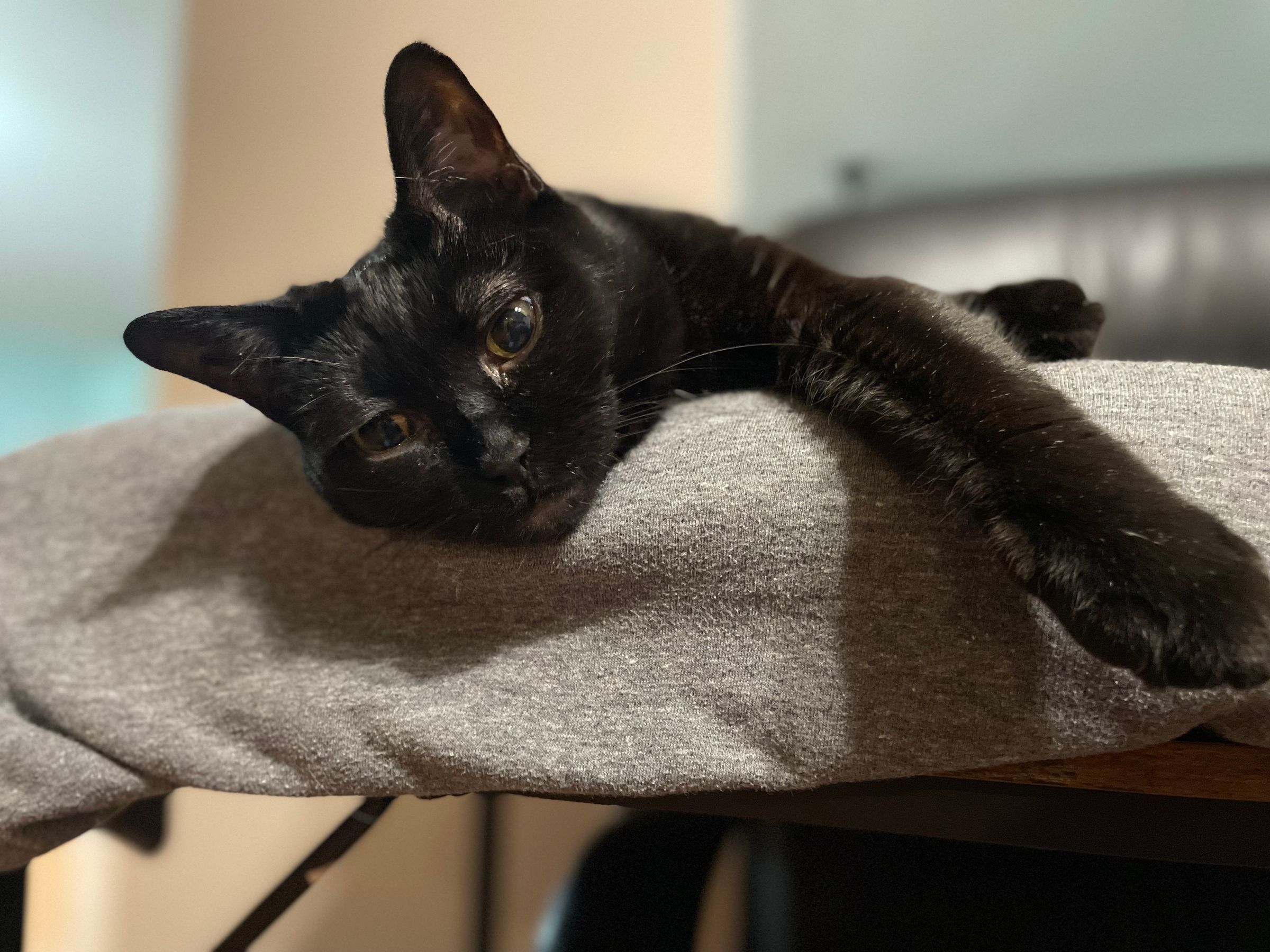 TLC4Cats's image
