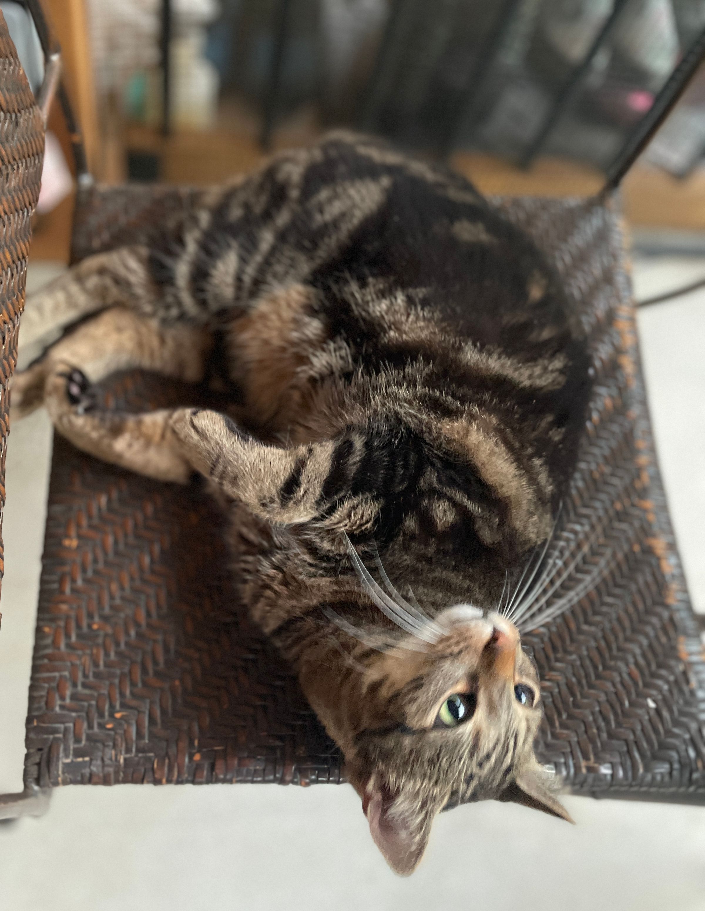 TLC4Cats's image