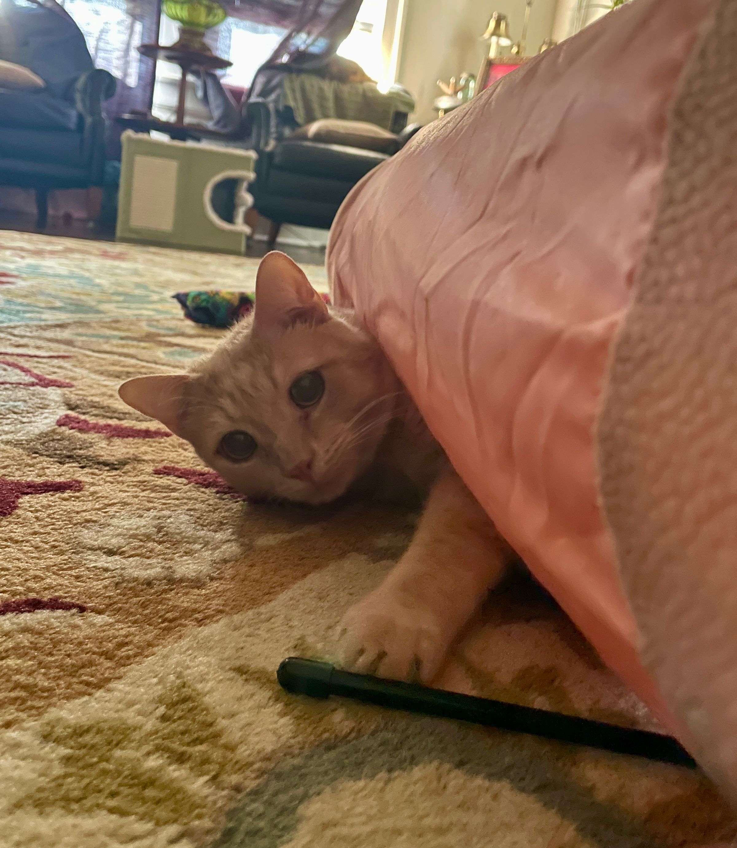 TLC4Cats's image