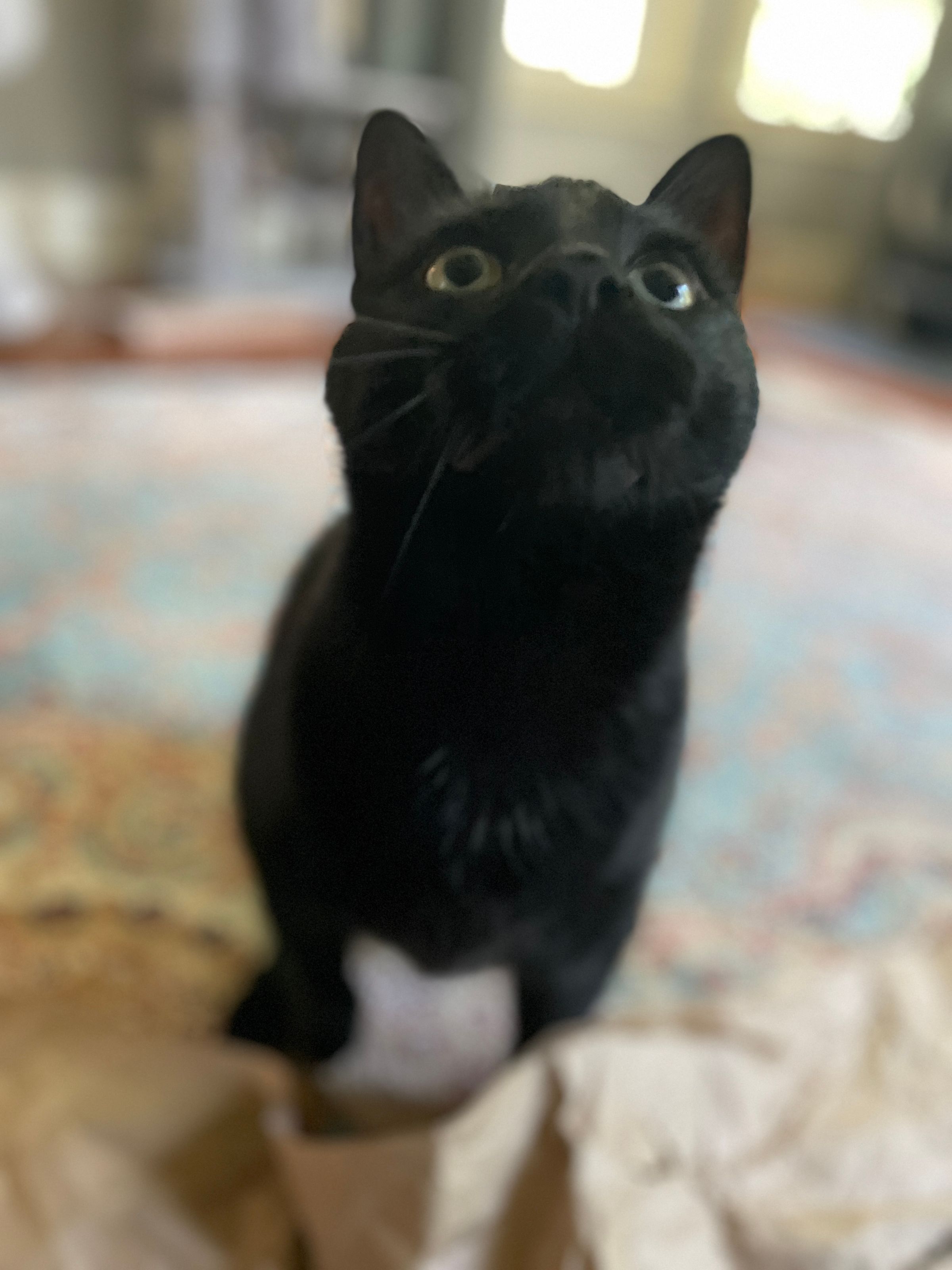 TLC4Cats's image