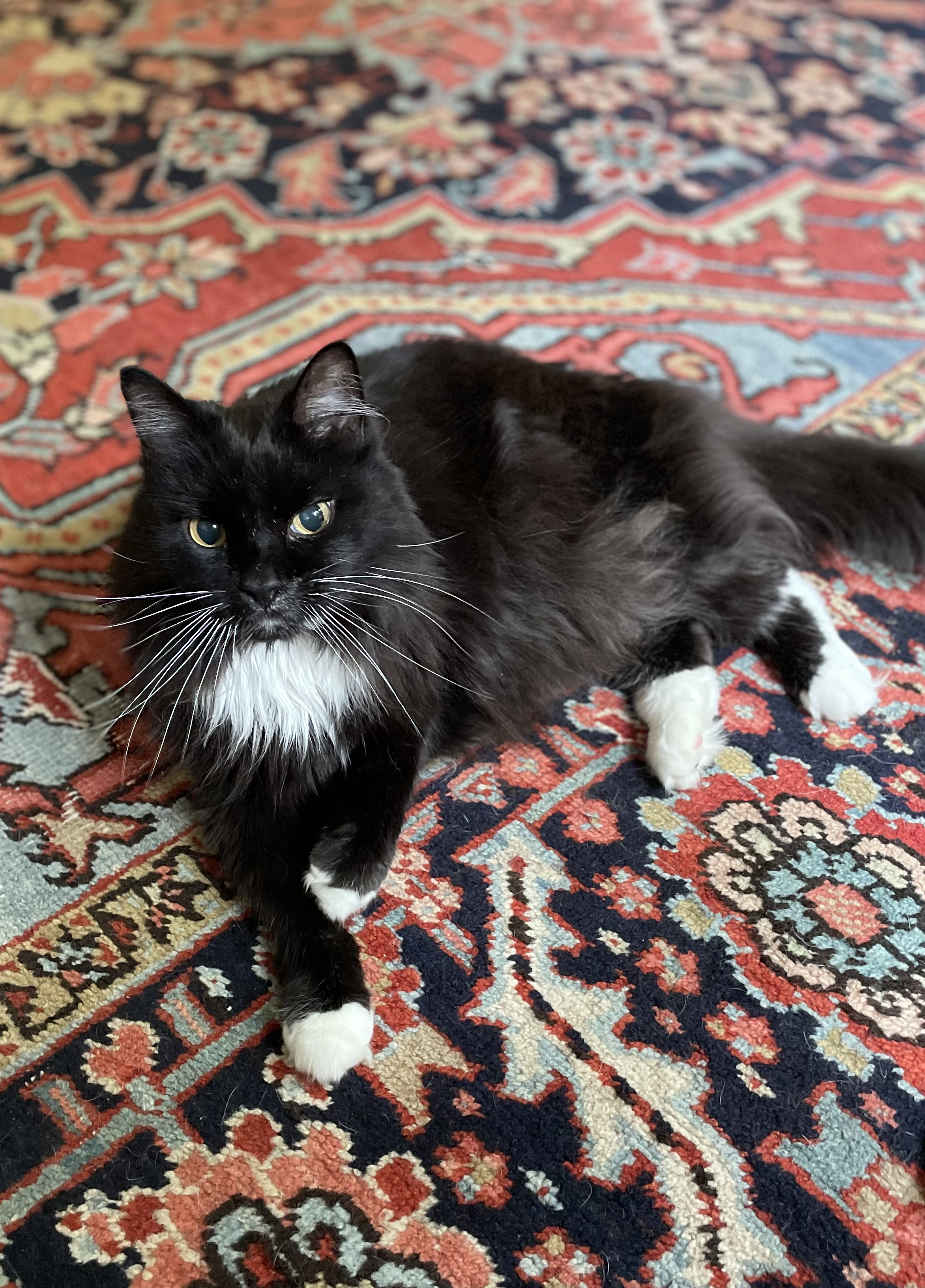 TLC4Cats's image