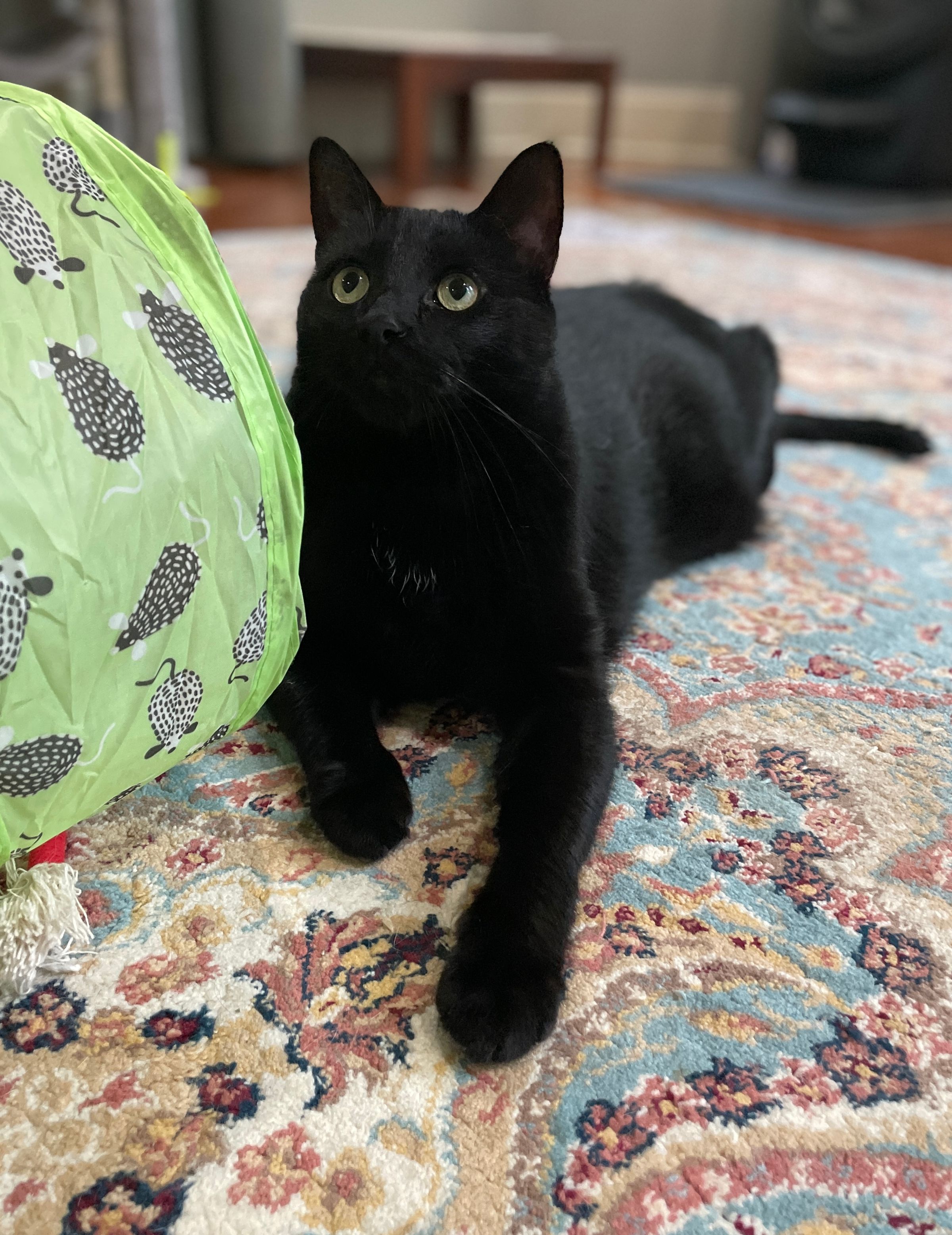 TLC4Cats's image
