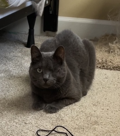 TLC4Cats's image