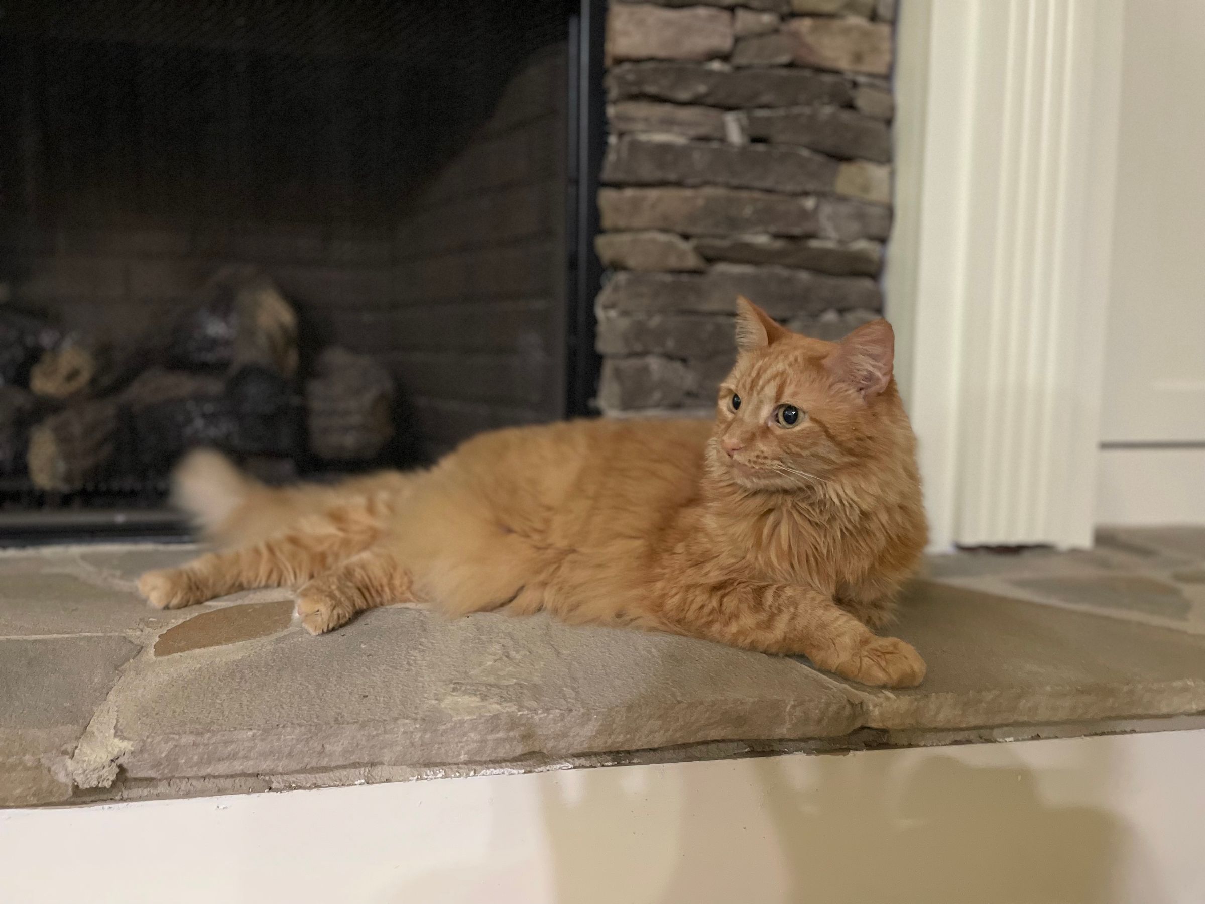 TLC4Cats's image