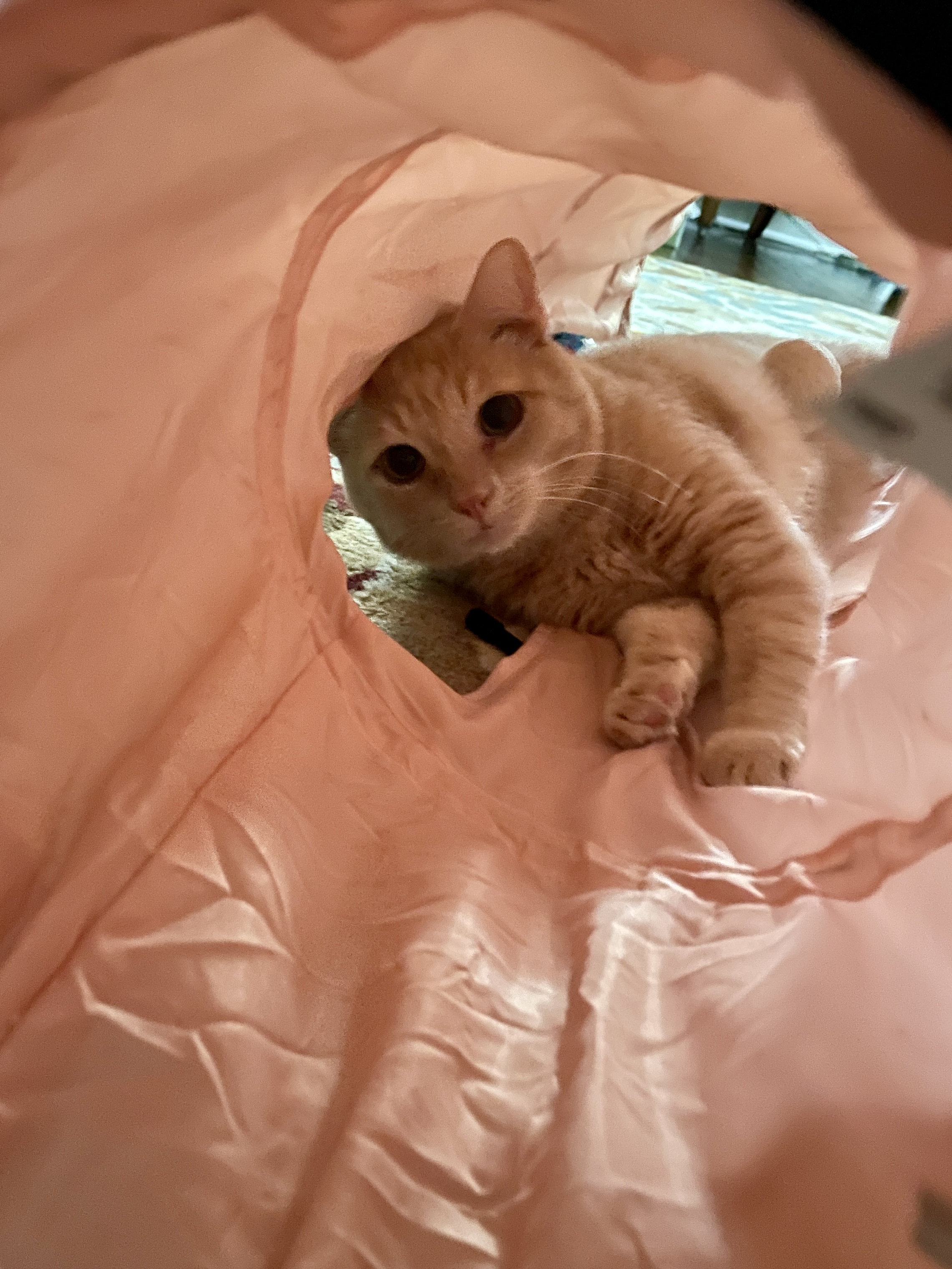 TLC4Cats's image
