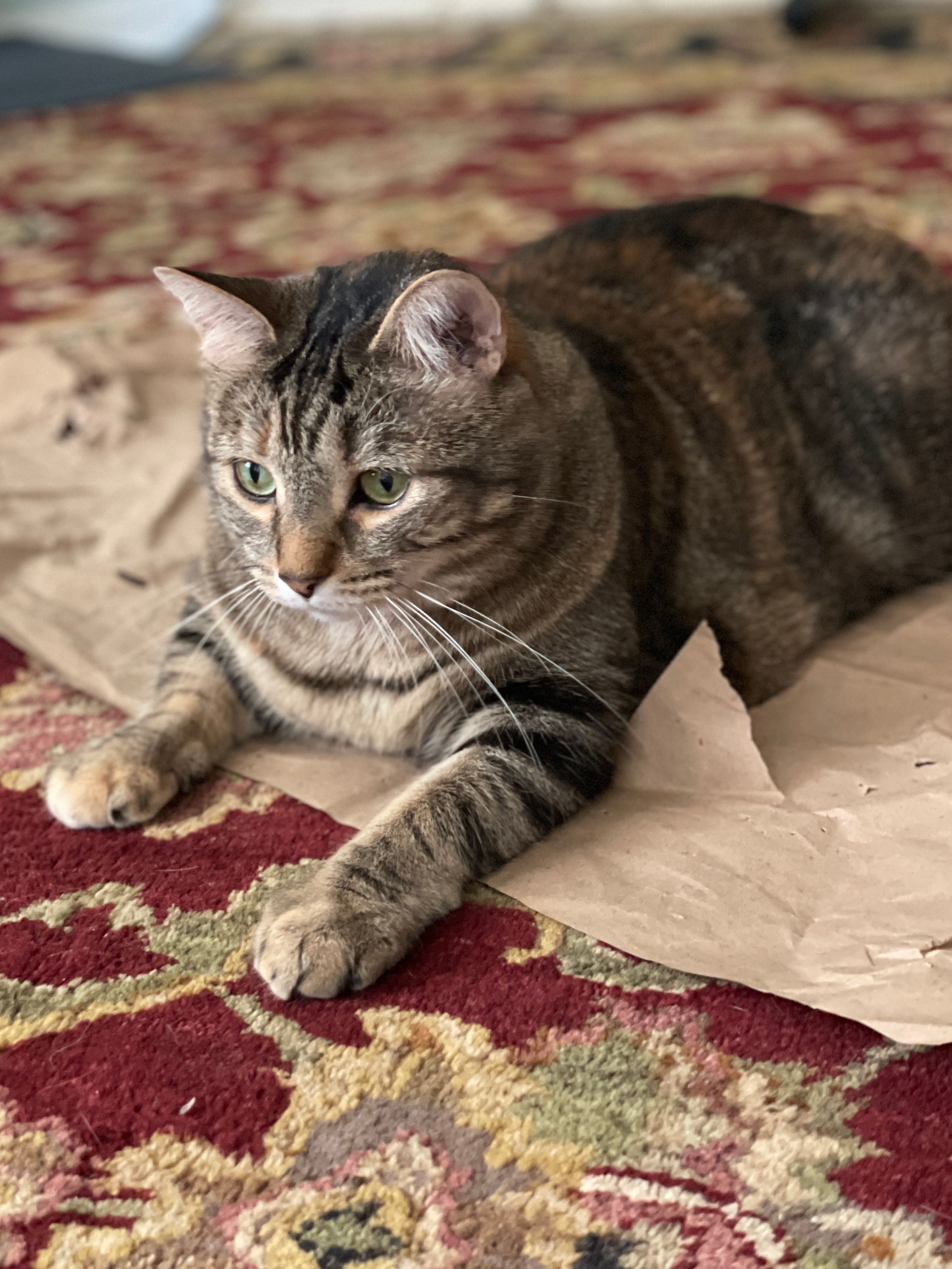 TLC4Cats's image